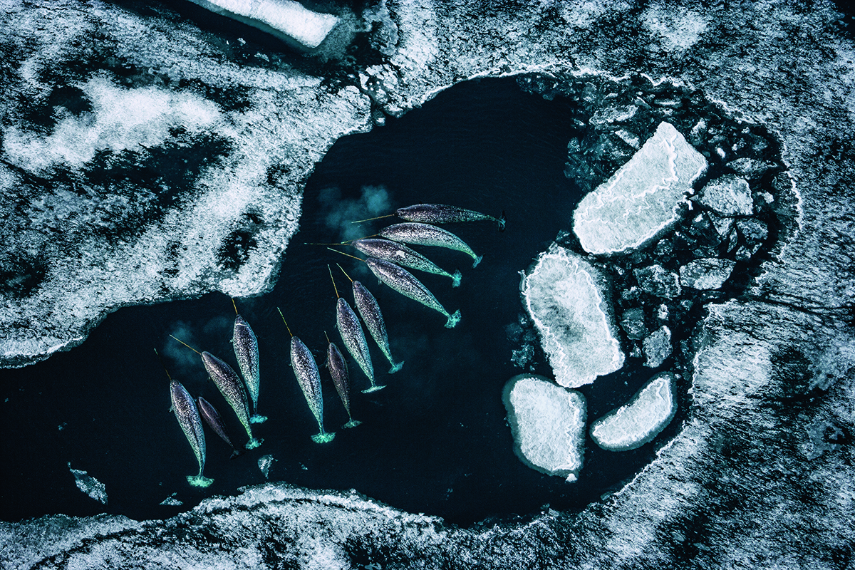 Aerial view of narwhals in icy water.