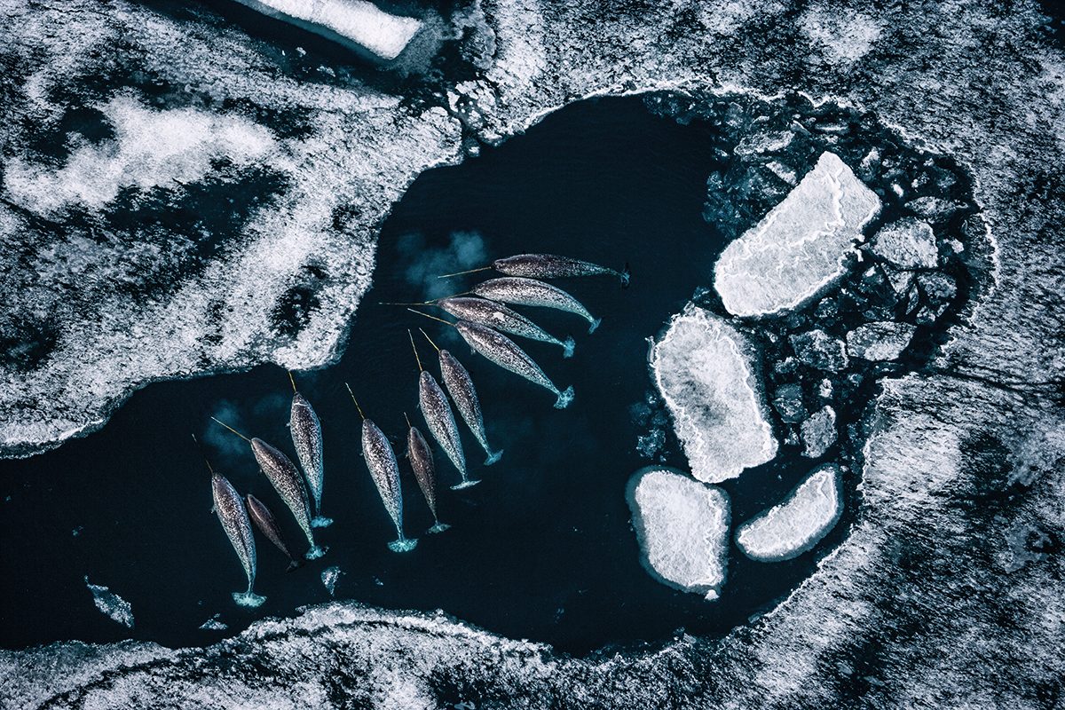 Aerial view of narwhals in icy water.