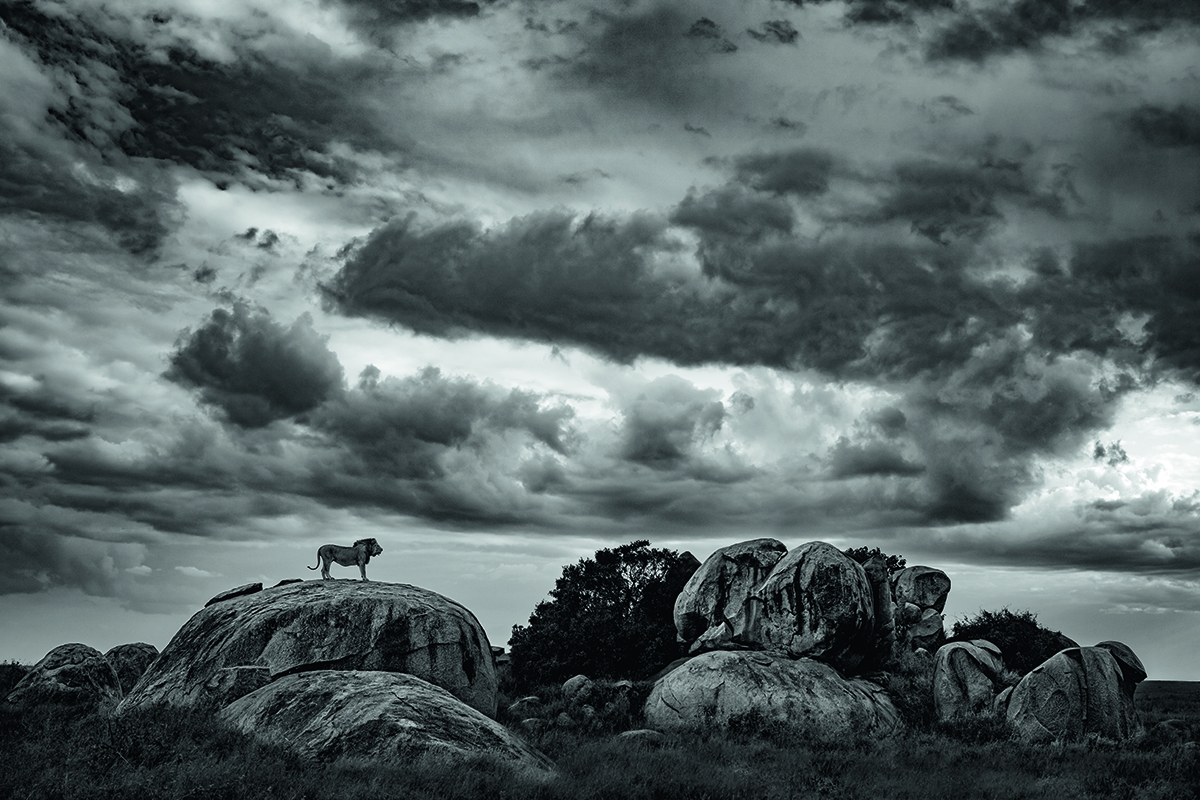 Male Lion stood on rock with dramatic sky.