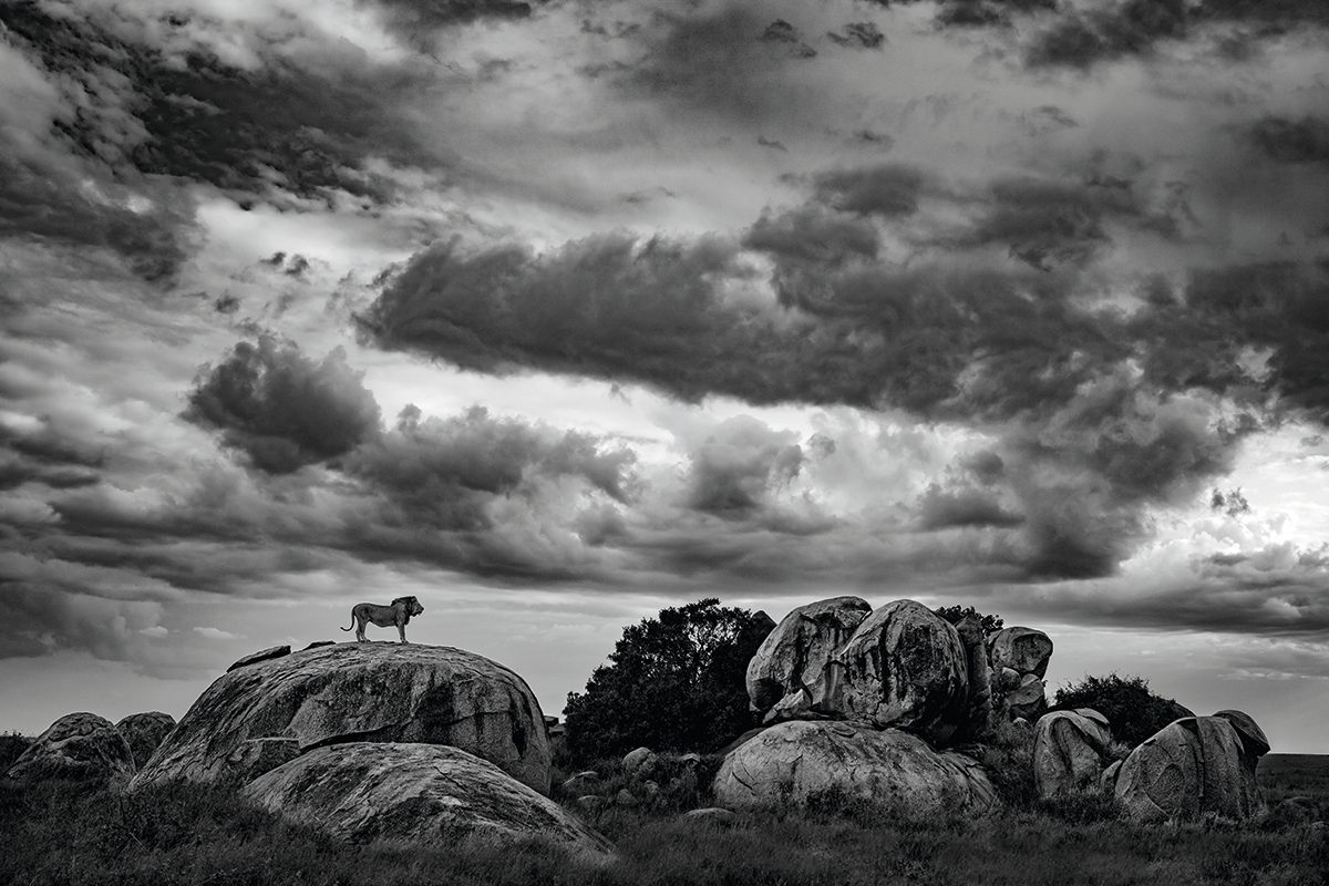 Male Lion stood on rock with dramatic sky.