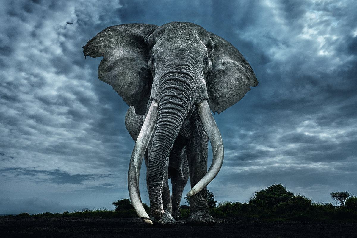 Elephant viewed from below.