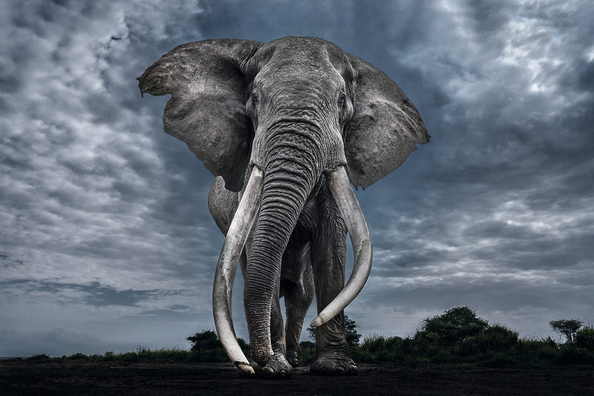 Elephant viewed from below.