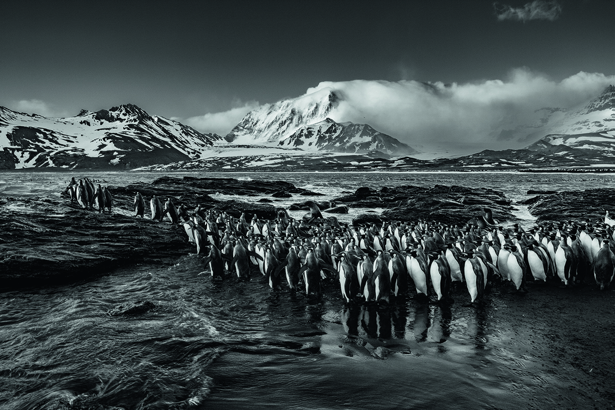 Crowds on penguins with icy mountains behind.