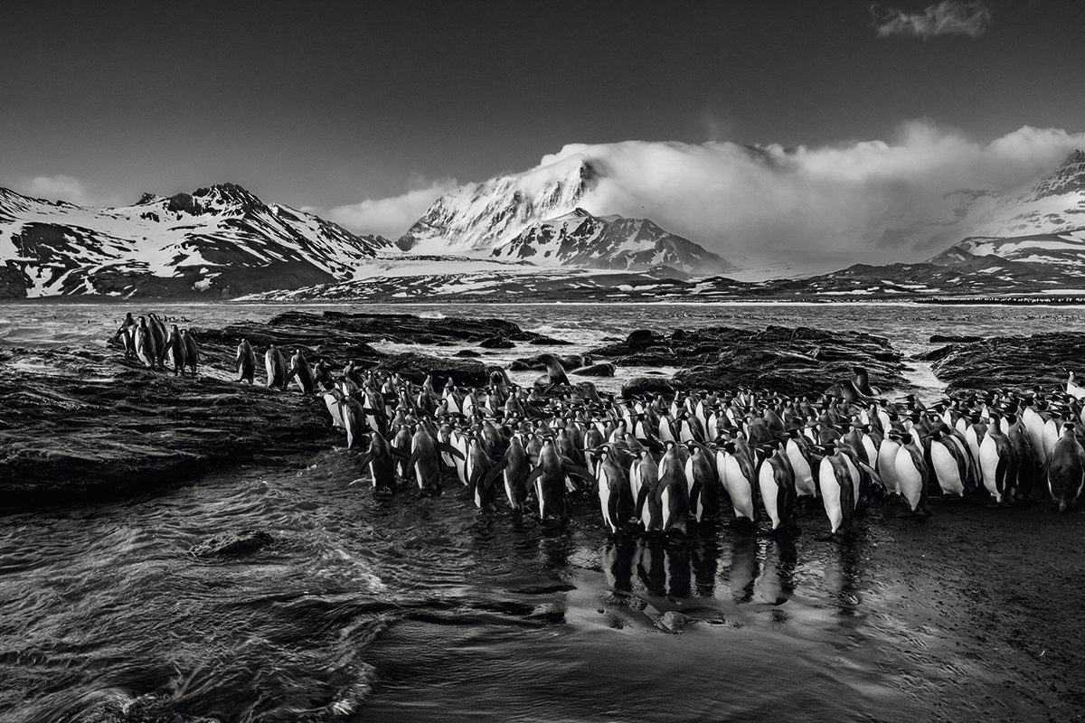 Crowds on penguins with icy mountains behind.