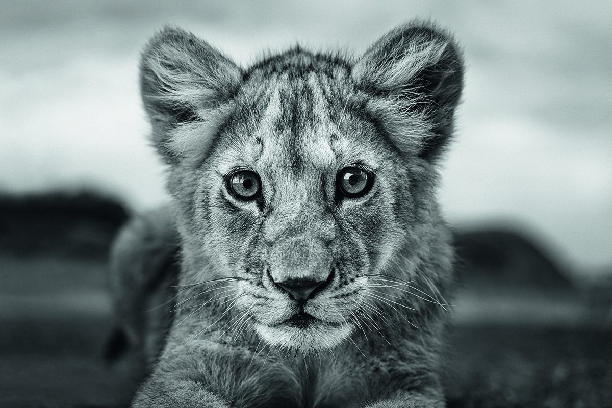 Lion cub close up.