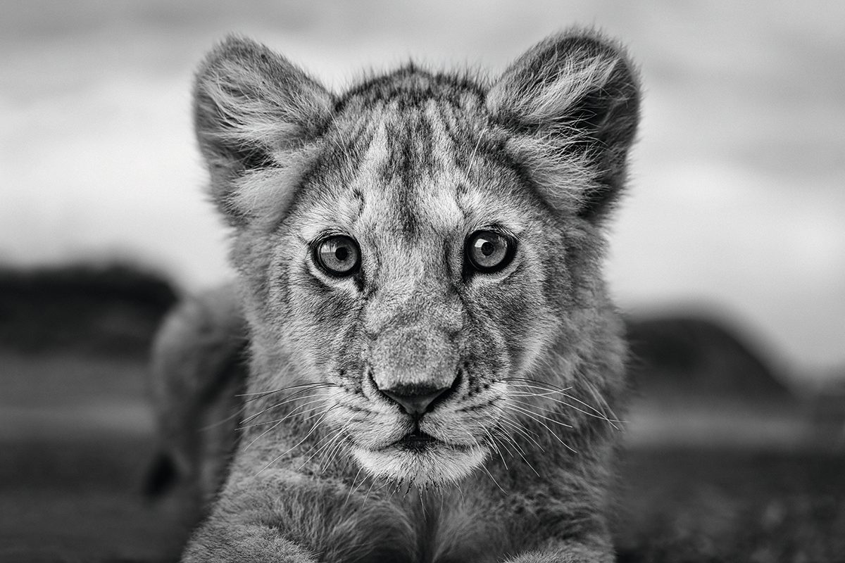 Lion cub close up.