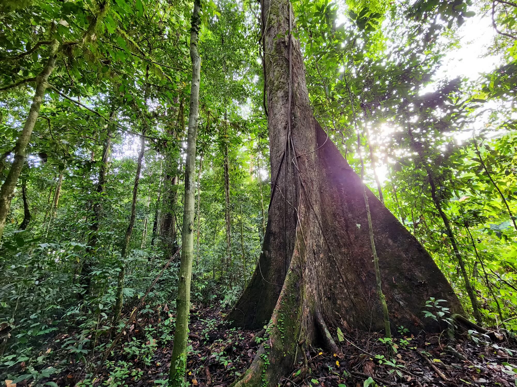 Dipterocarp tree in Danum Valley, Borneo