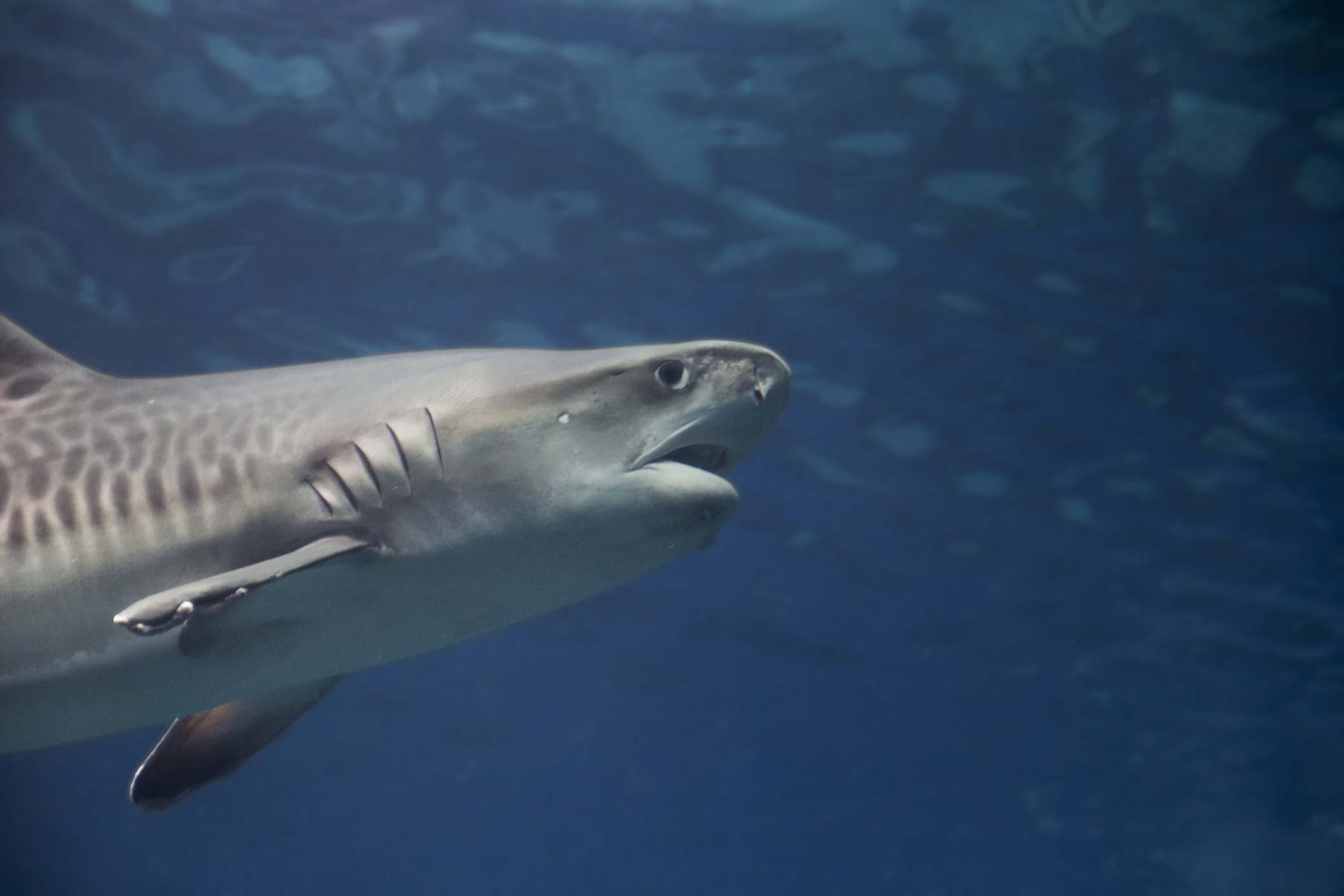 tiger shark