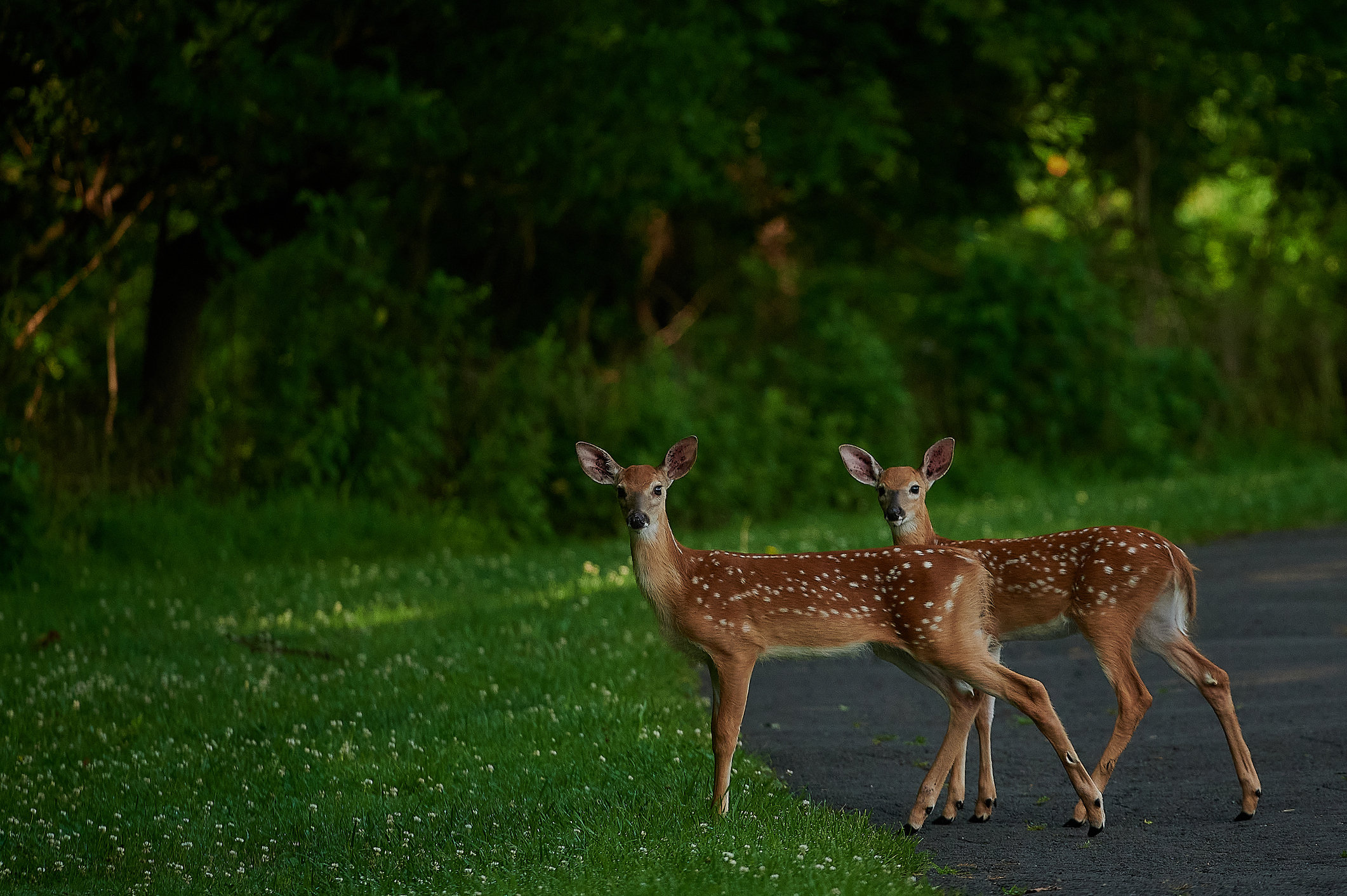 Portrait of white deer standing on field