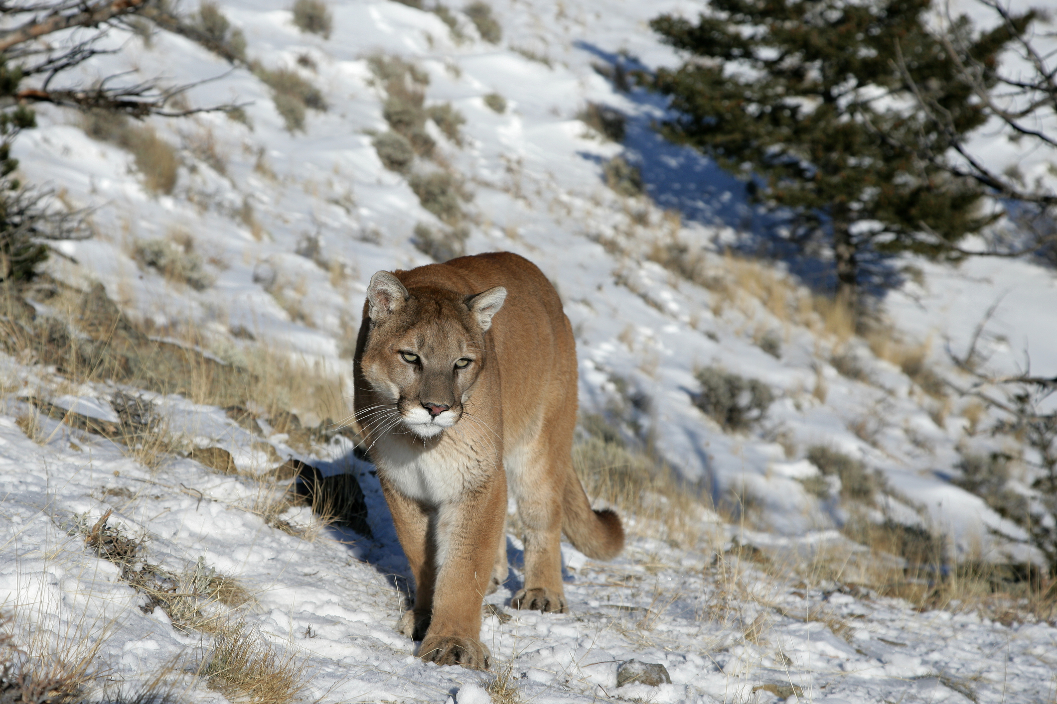 mountain lion