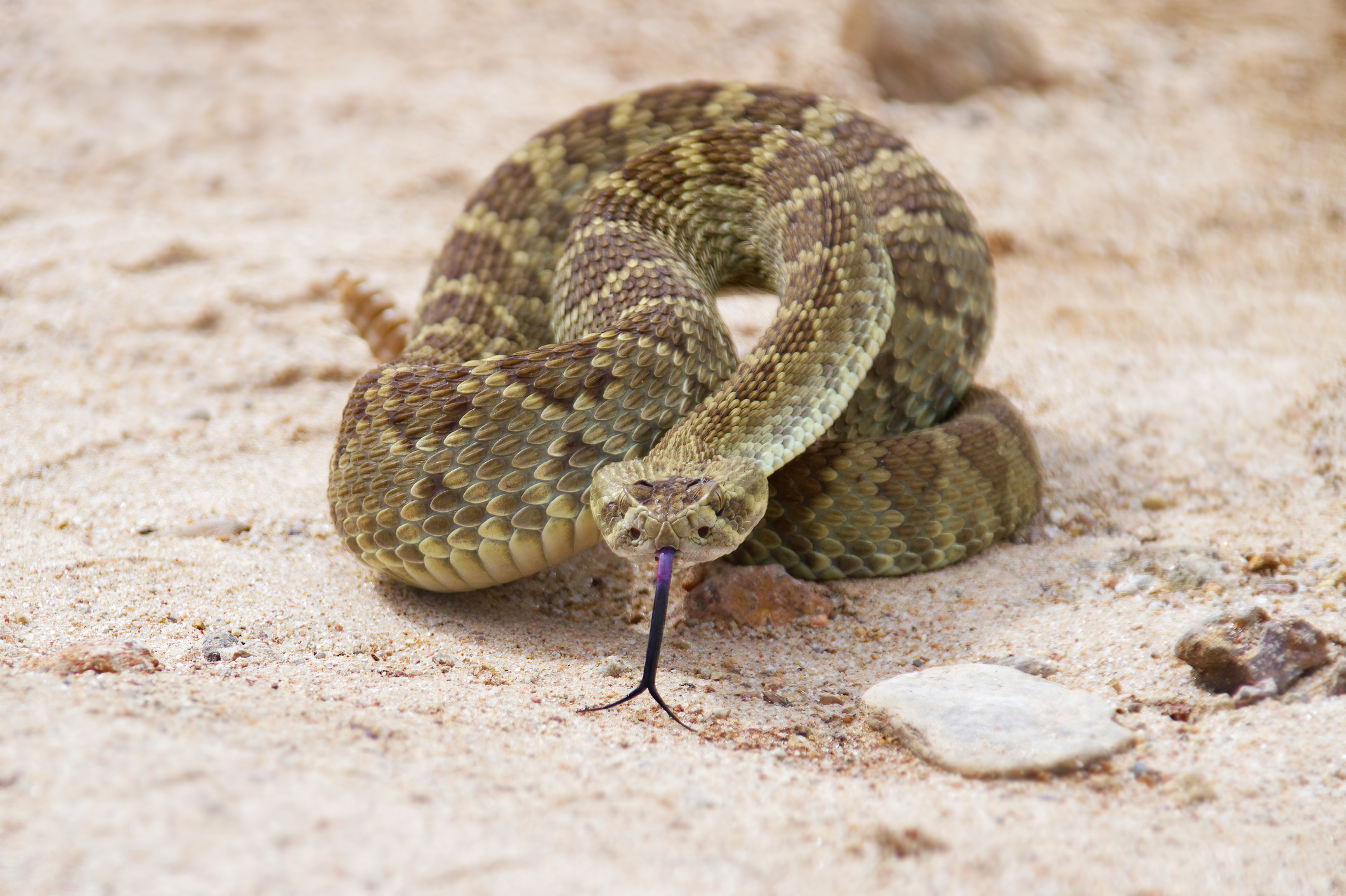 Mojave rattlesnake.