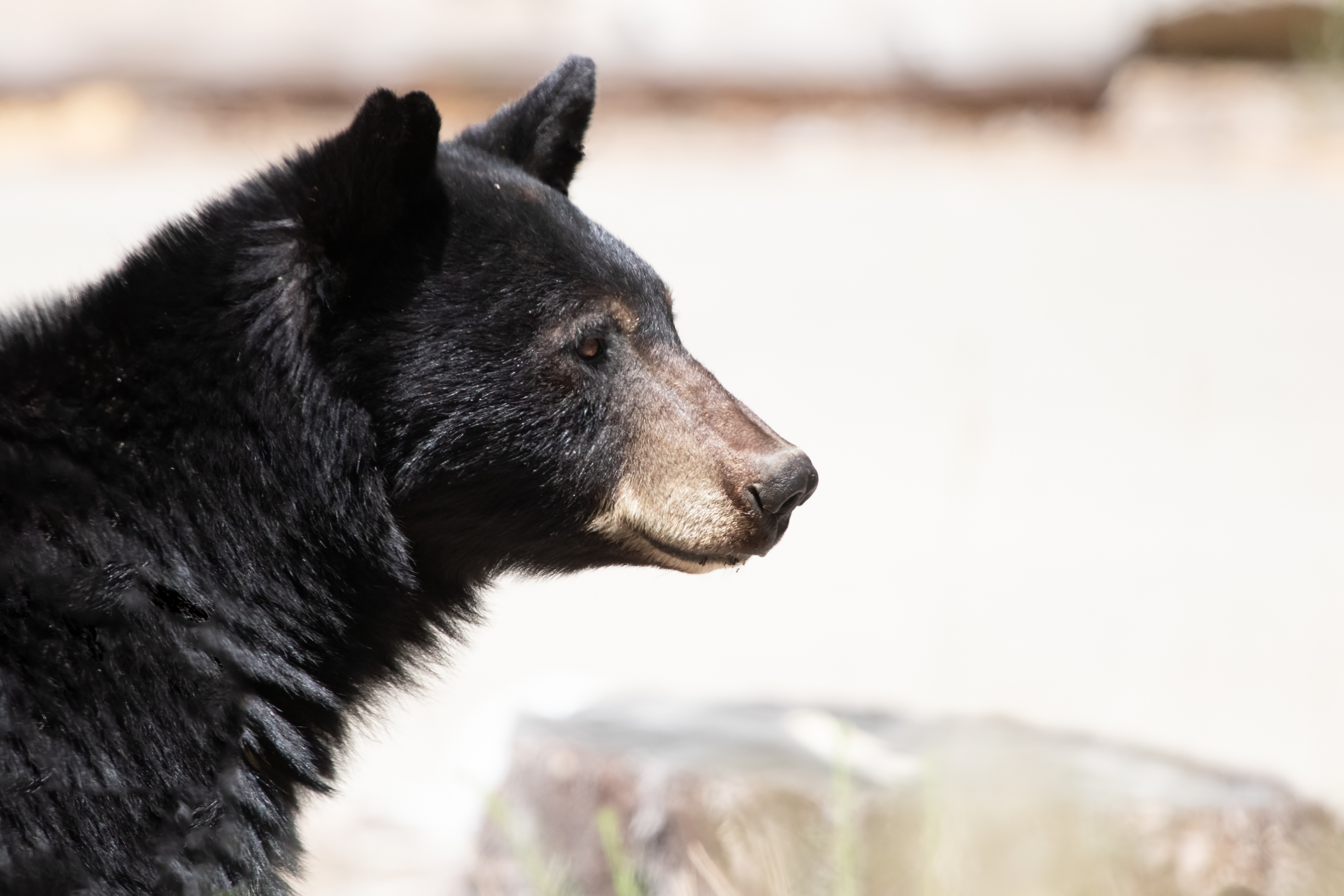 black bear