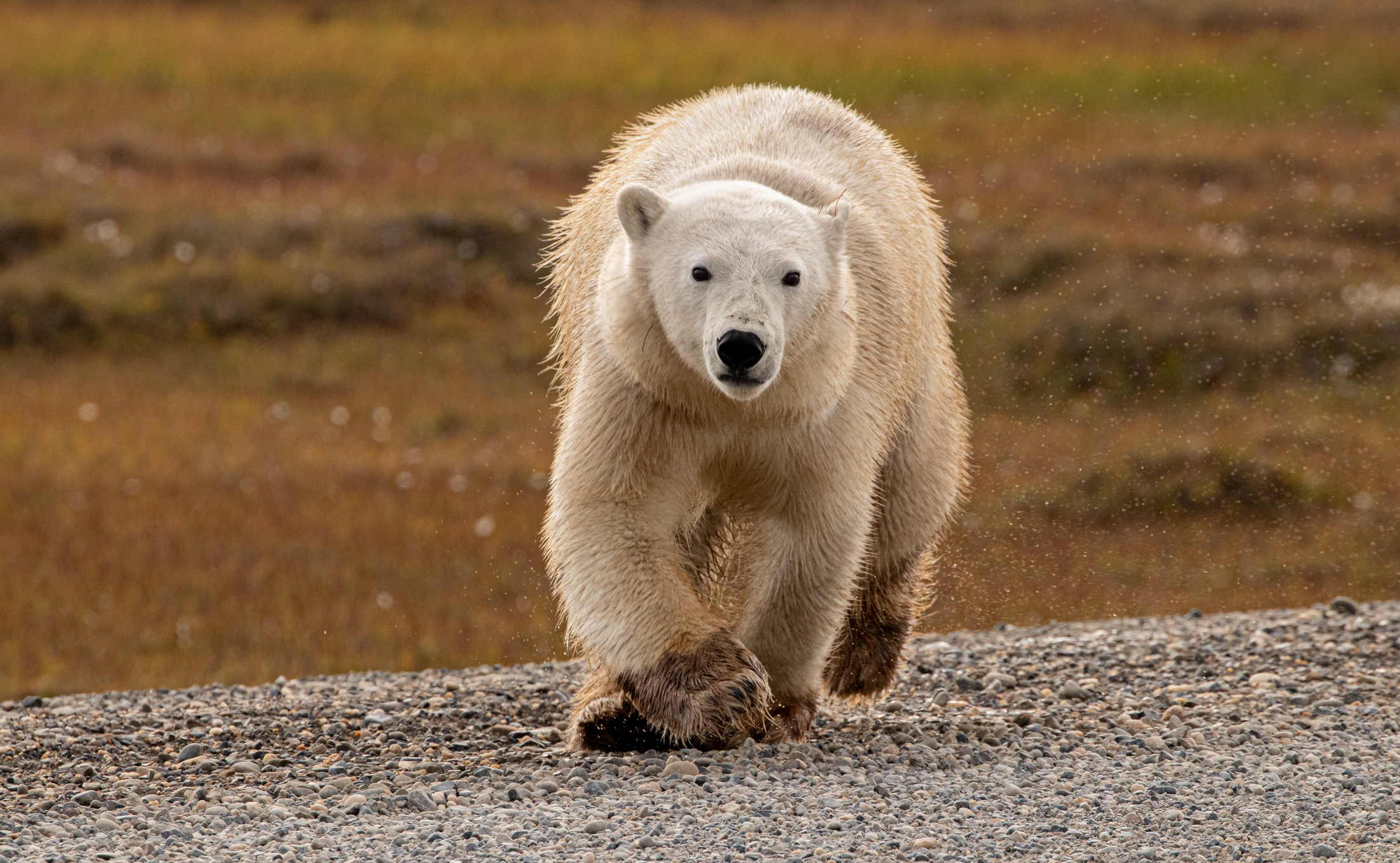 Polar Bear traveling through the summer arctic tundra in Prudhoe Bay, Alaska, USA.