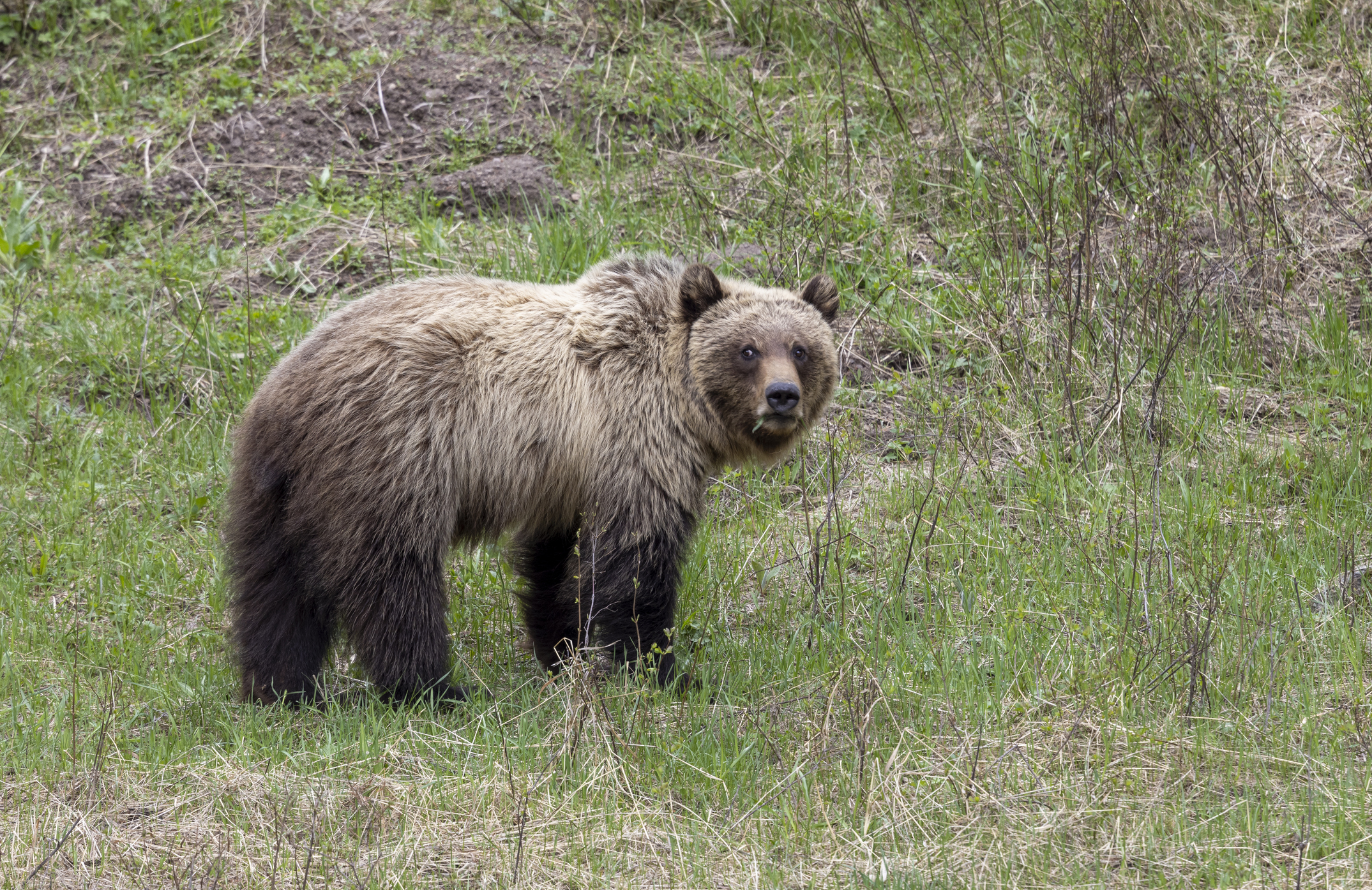 grizzly bear