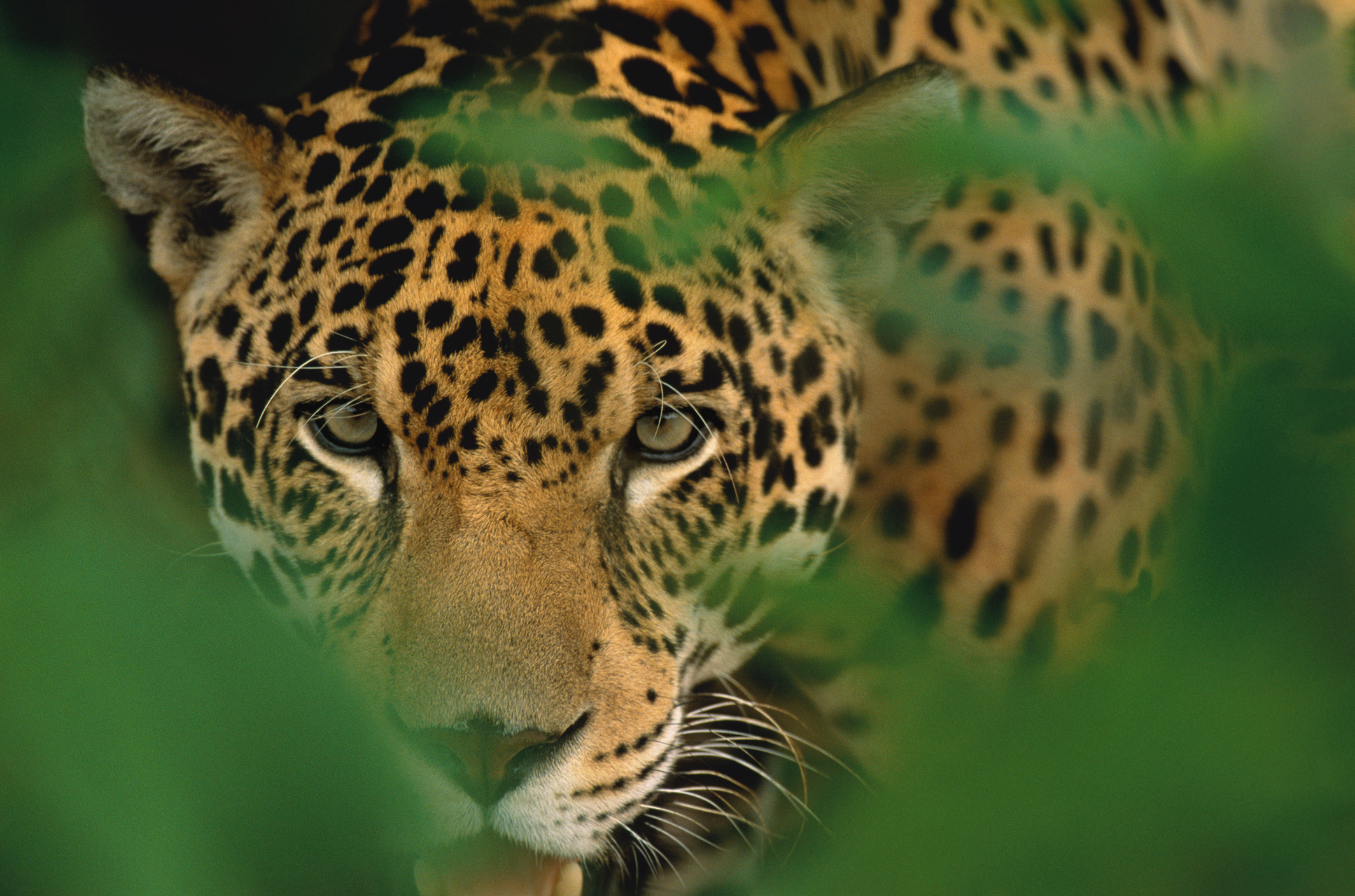 Young male jaguar (Panthera onca) staring through the jungle foliage