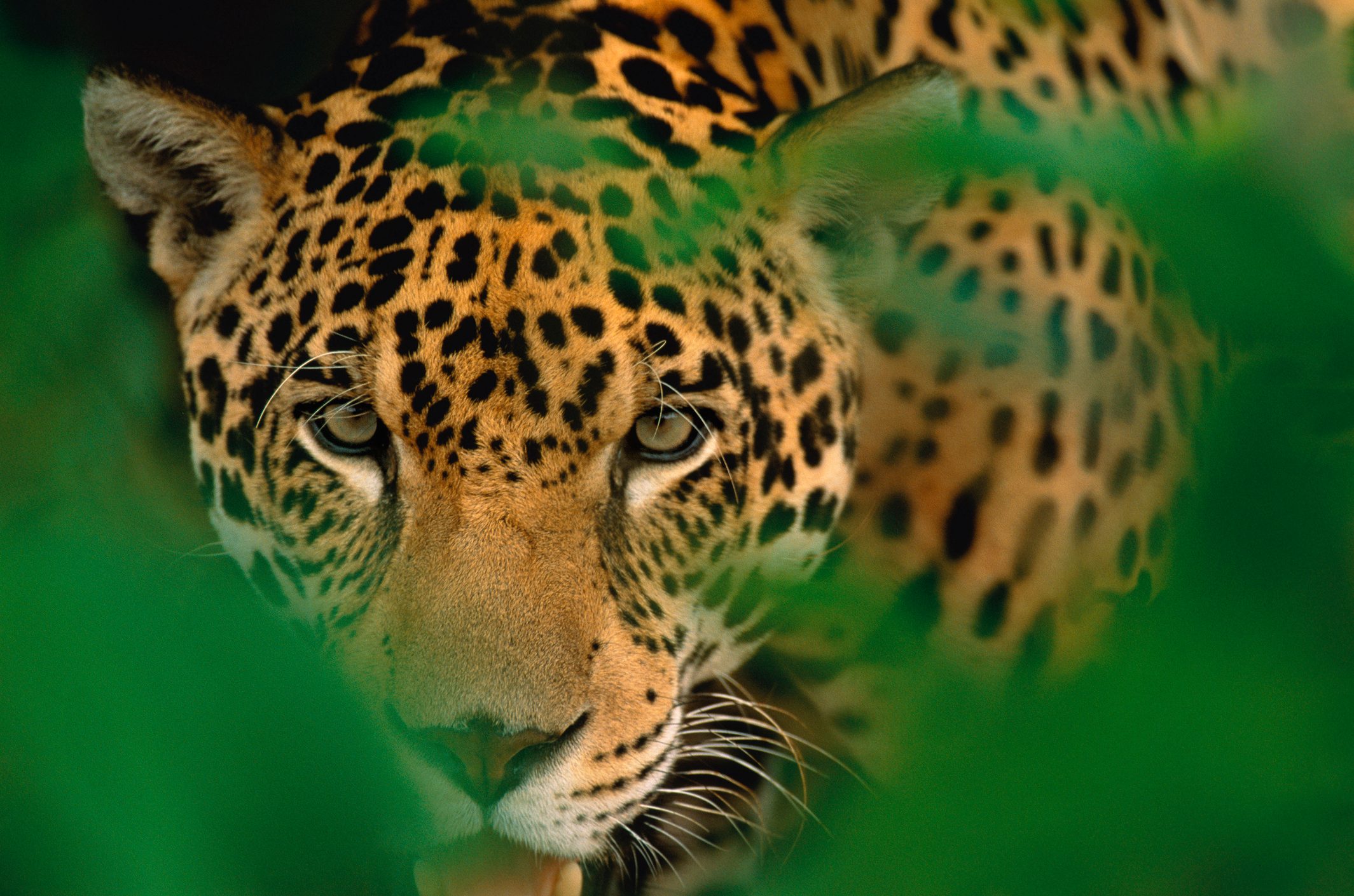 Young male jaguar (Panthera onca) staring through the jungle foliage Young male jaguar (Panthera onca) staring through the jungle foliage