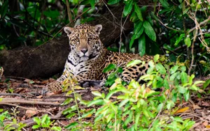 Adult jaguar on the edge of a river in the rainforest Adult jaguar on the edge of a river in the rainforest