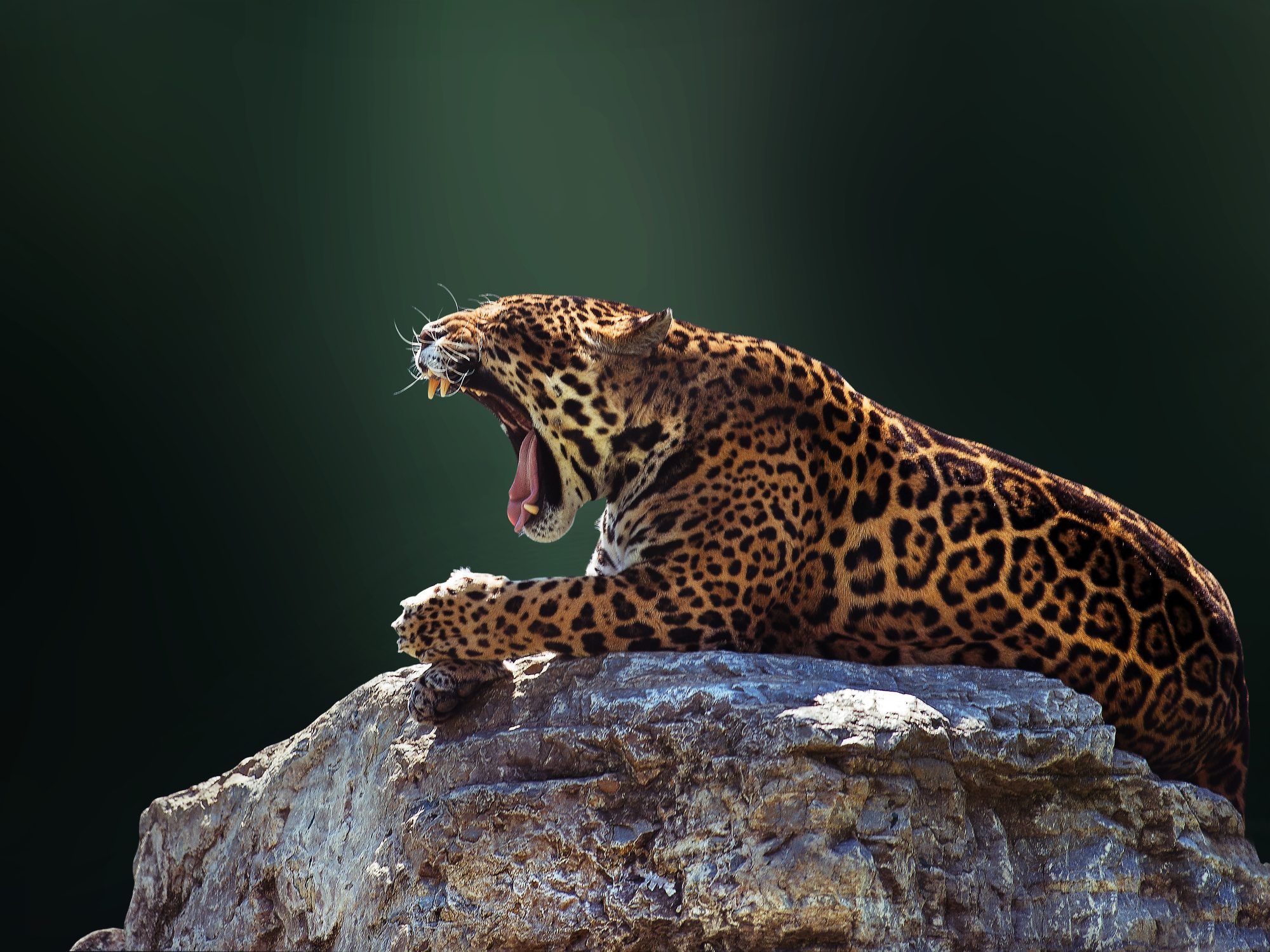 Jaguar (Panthera onca) yawning Jaguar (Panthera onca) yawning