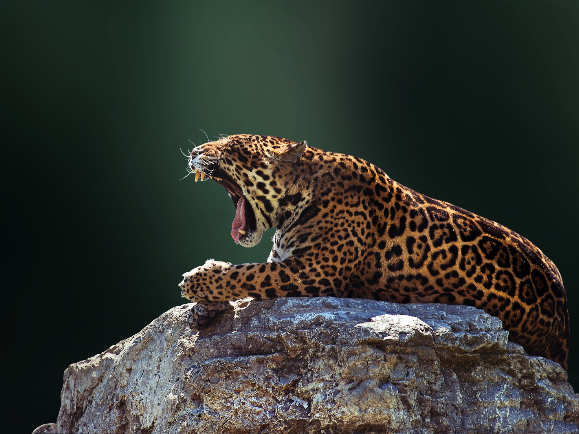 Jaguar (Panthera onca) yawning Jaguar (Panthera onca) yawning