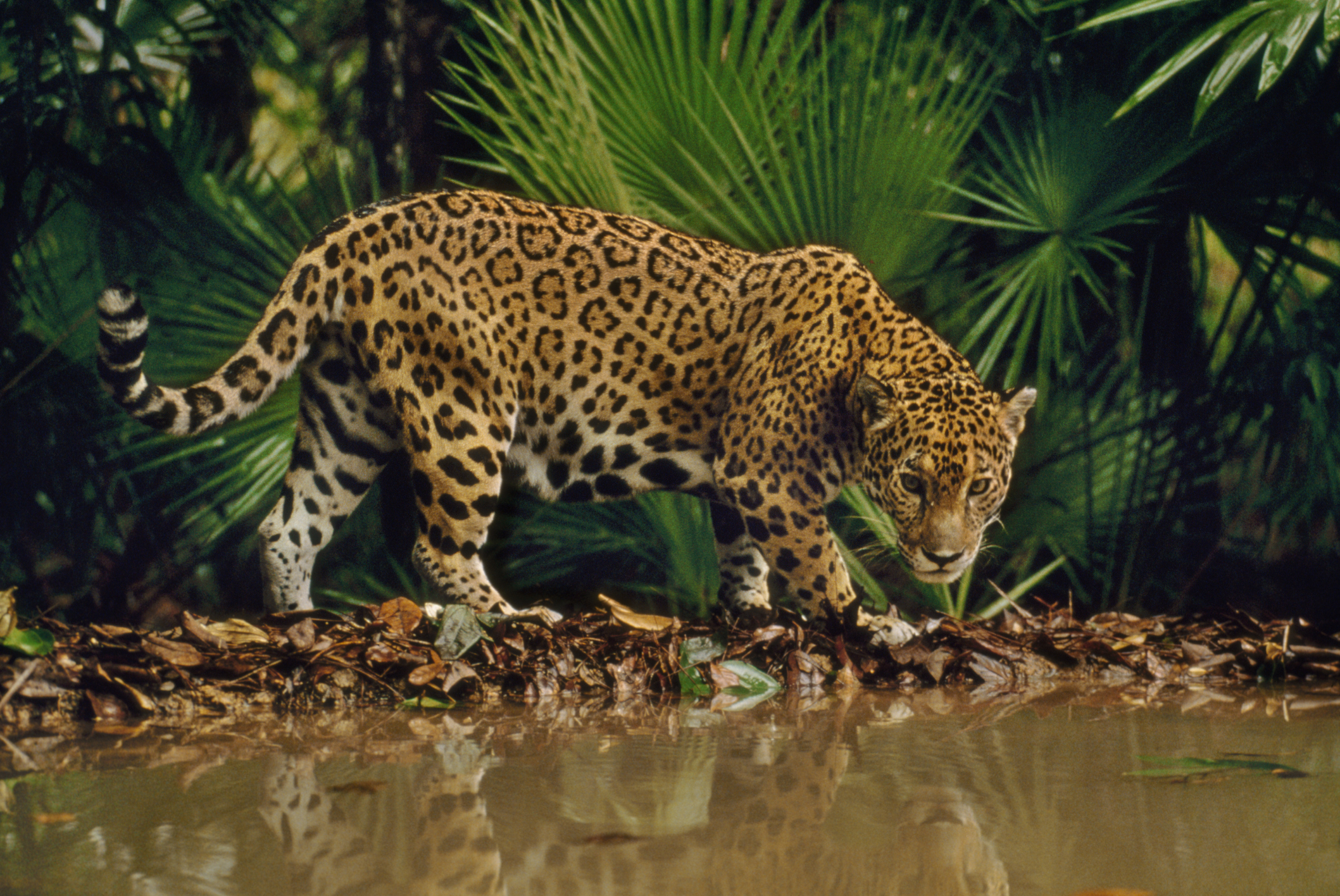 Jaguar at water hole (Panthera onca), Belize