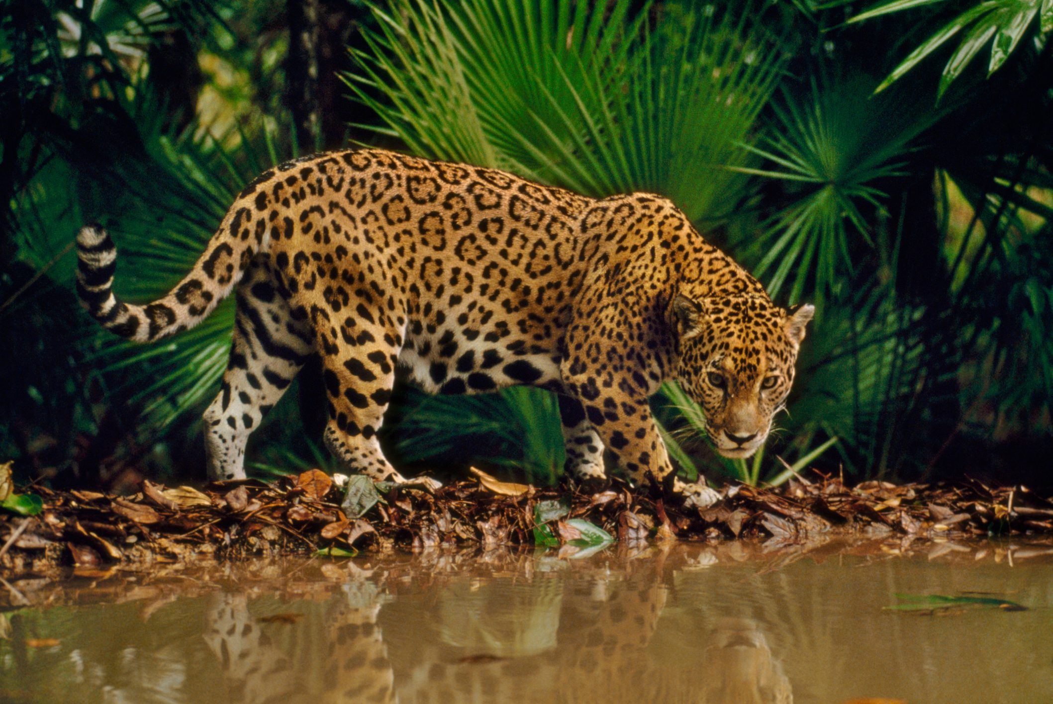 Jaguar at water hole (Panthera onca), Belize Jaguar at water hole (Panthera onca), Belize