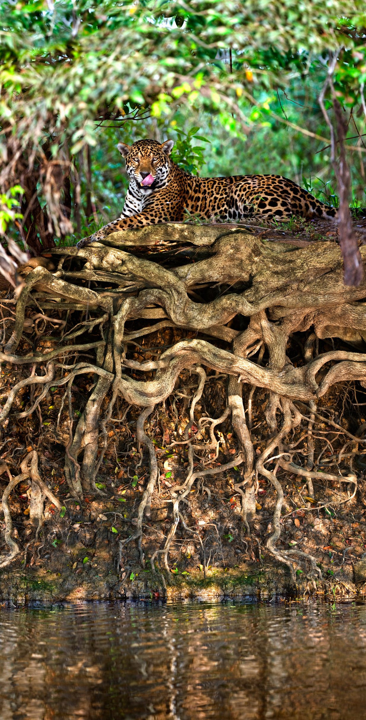 Jaguar (Panthera onca) resting at the riverside in the Pantanal, Brazil Jaguar (Panthera onca) resting at the riverside in the Pantanal, Brazil