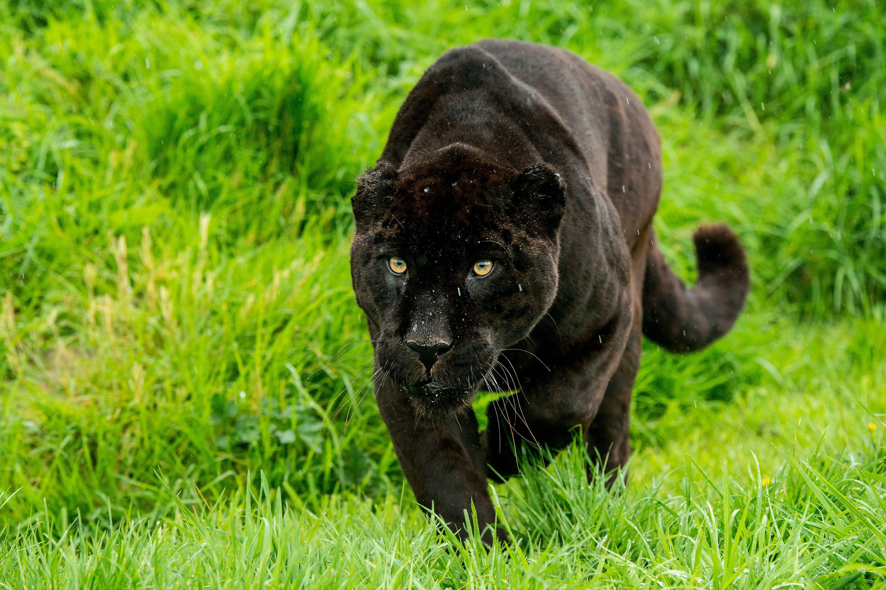 Black jaguar (Panthera onca) stalking prey Black jaguar (Panthera onca) stalking prey