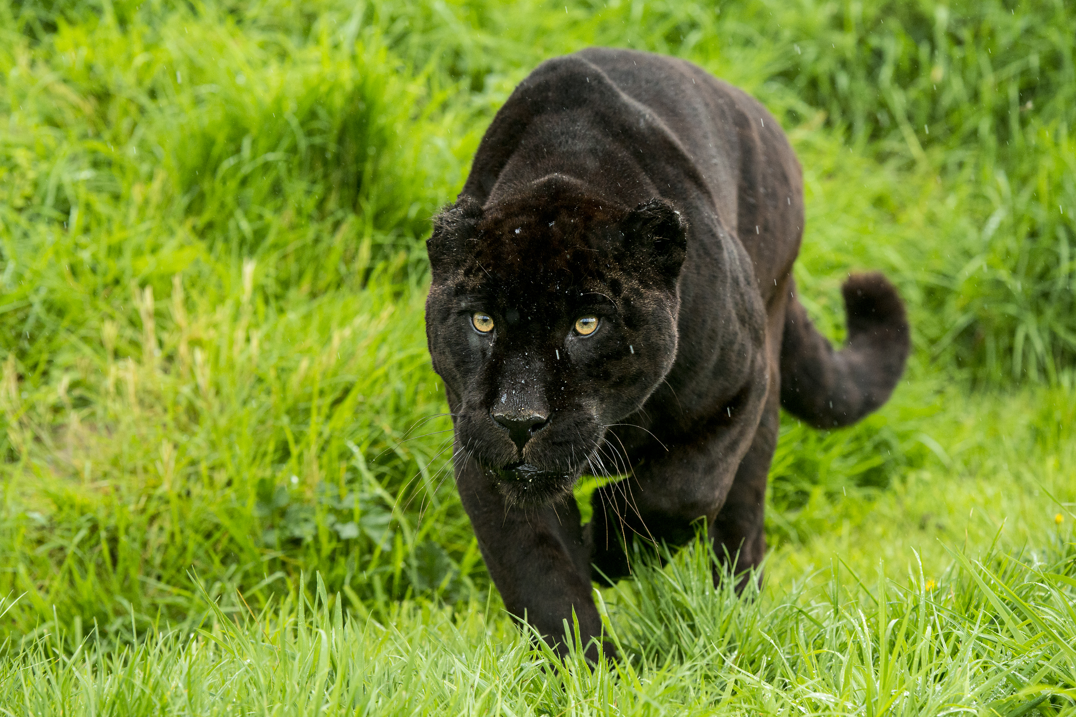 Black jaguar (Panthera onca) stalking prey Black jaguar (Panthera onca) stalking prey
