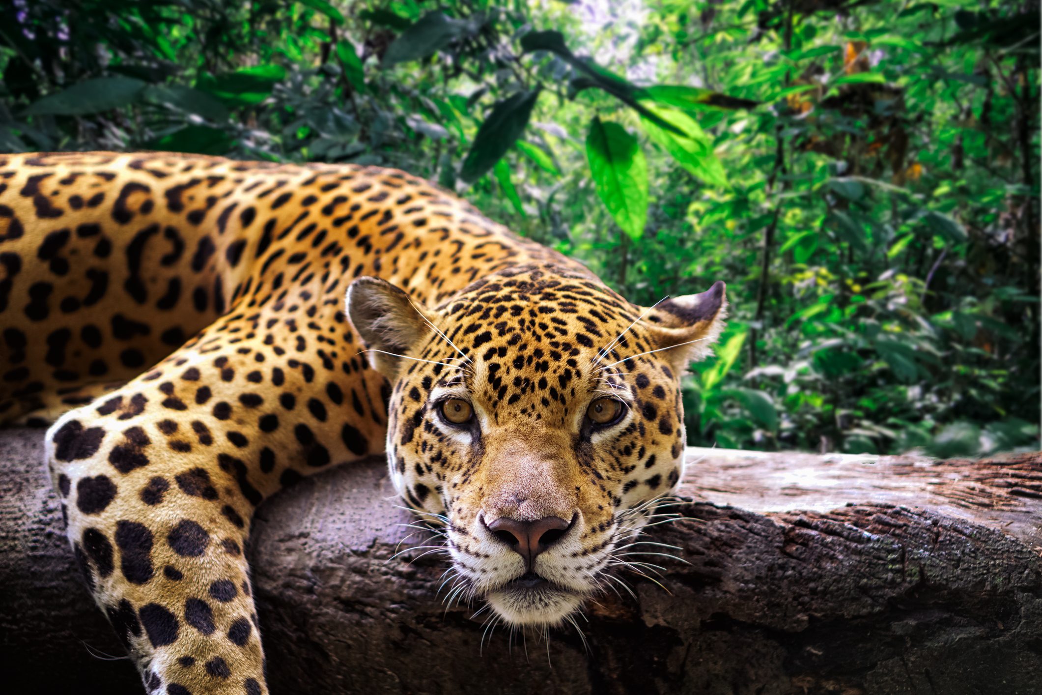 Resting jaguar (Panthera onca) in the jungle Close-up of a jaguar resting on a branch in the Peruvian jungle