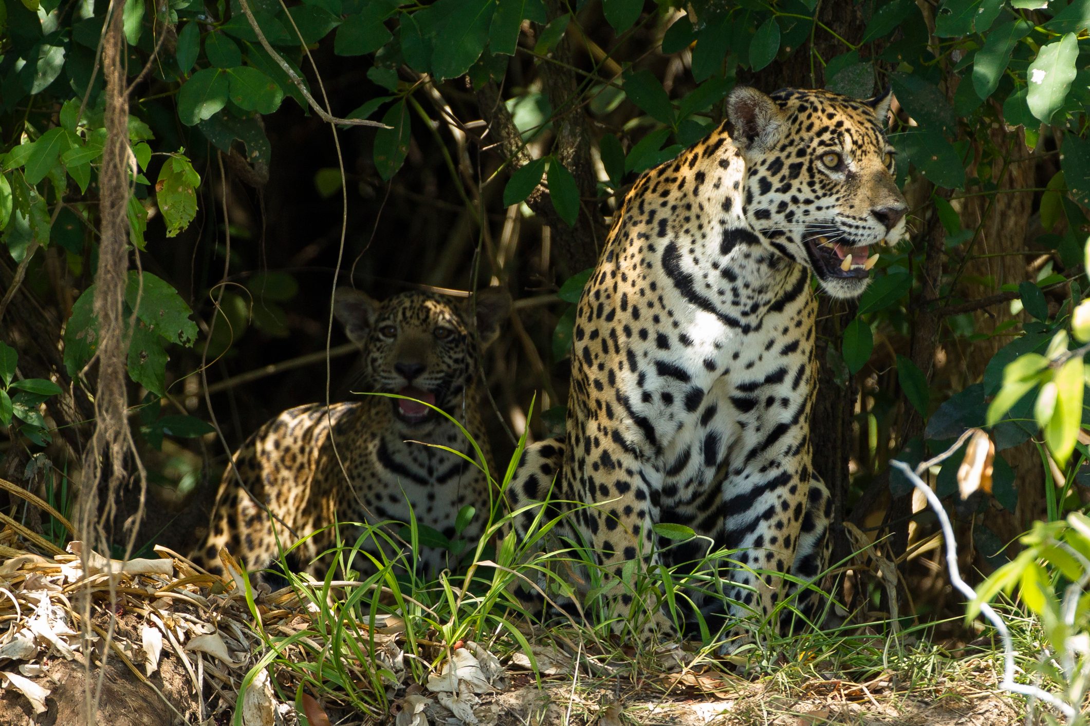 Baby jaguar in the shadows with its mother on a river bank in Brazil Baby jaguar in the shadows with its mother on a river bank in Brazil