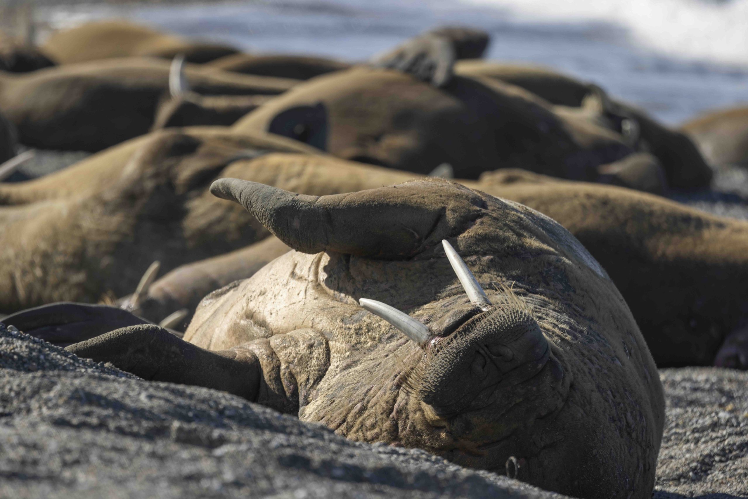Walrus