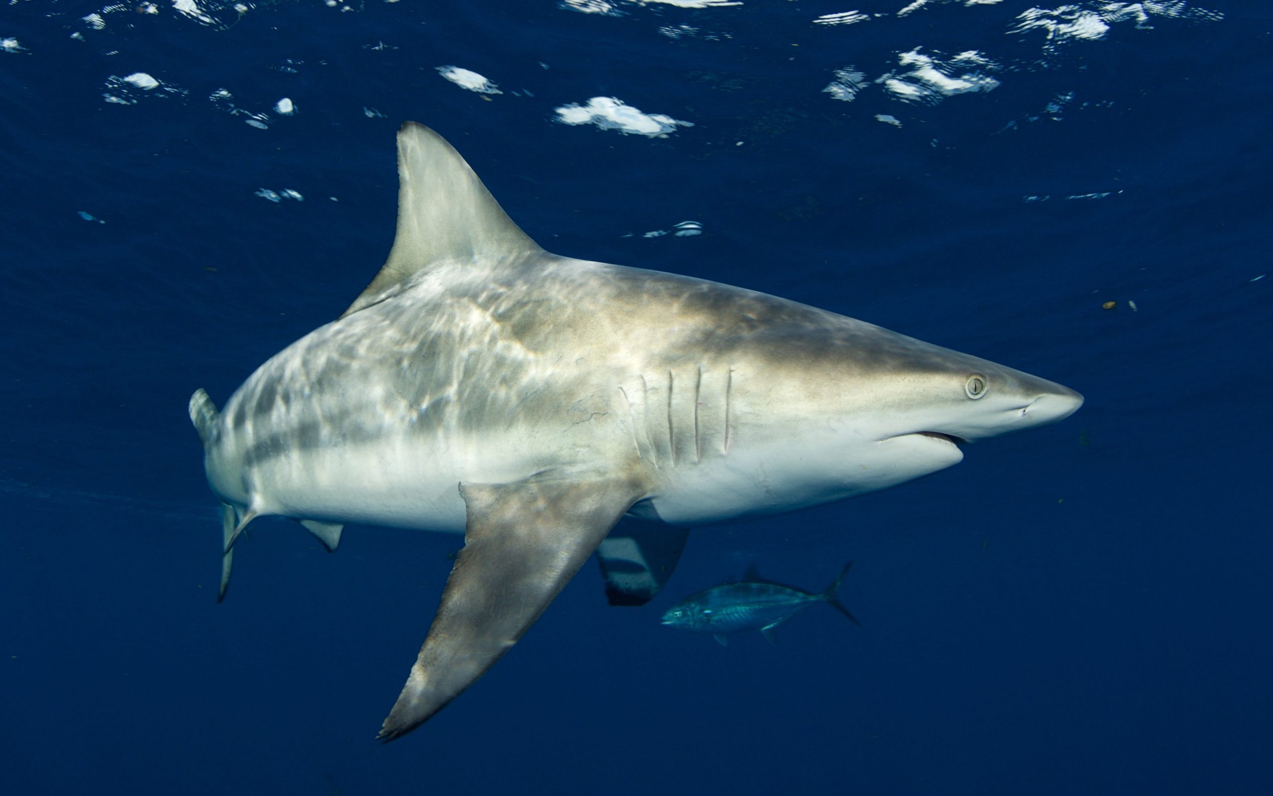 Blacktip shark