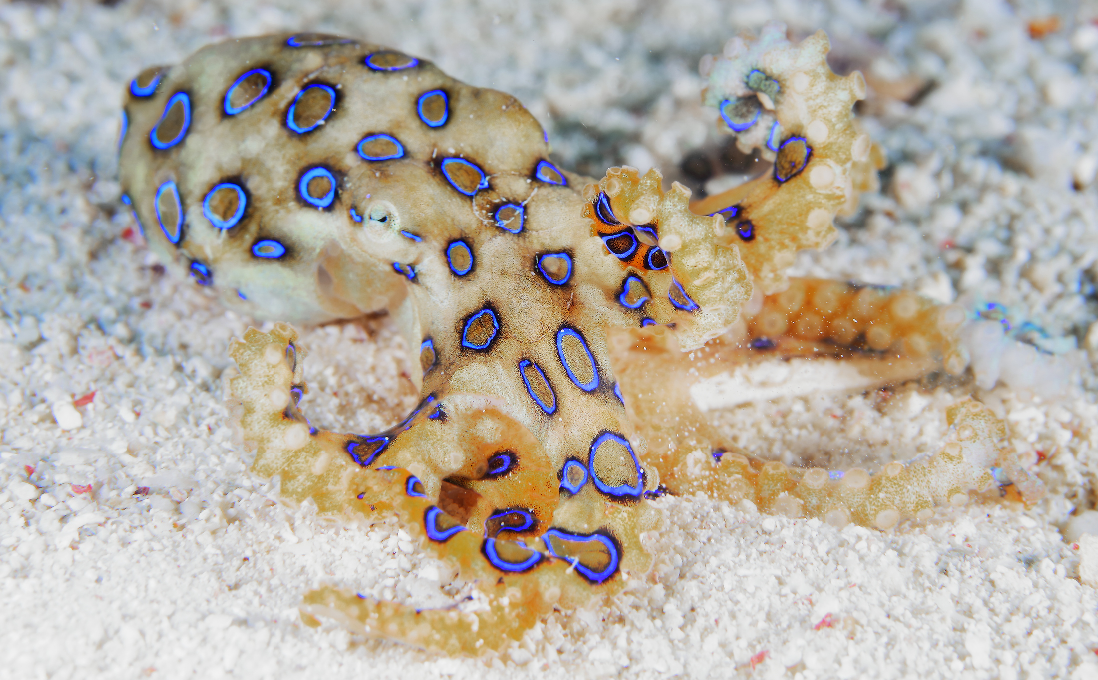 A tiny blue-ringed octopus rests on white coral reef