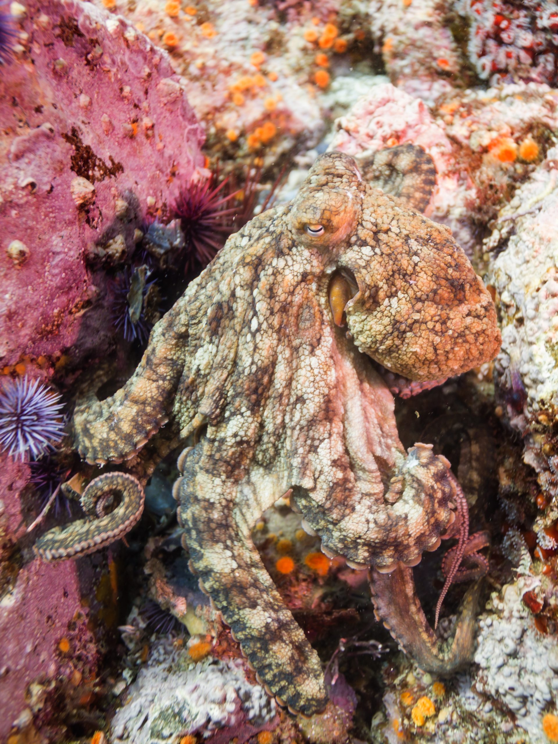 The California two-spot octopus in disguise against a coral reef
