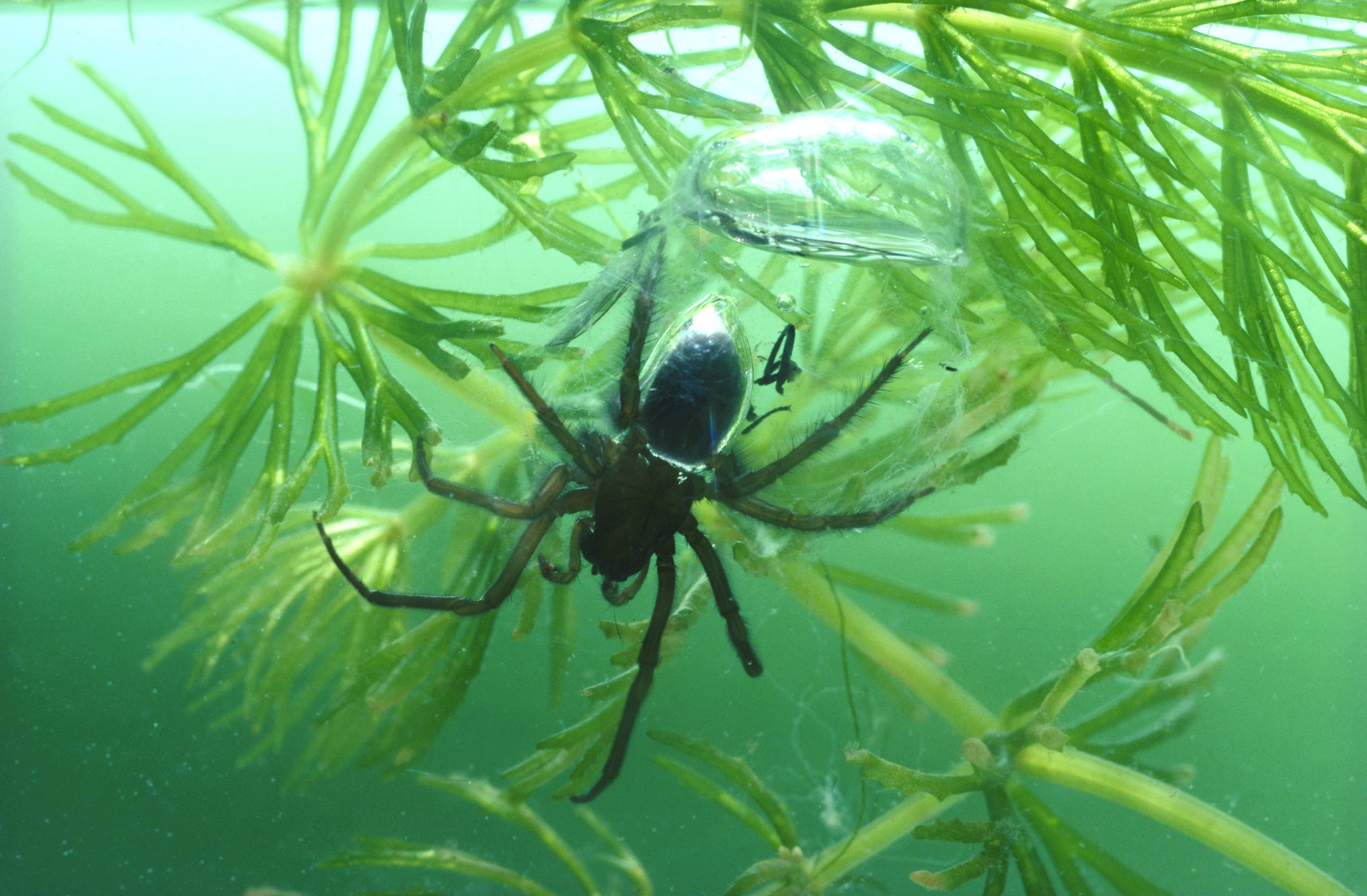 diving bell spider