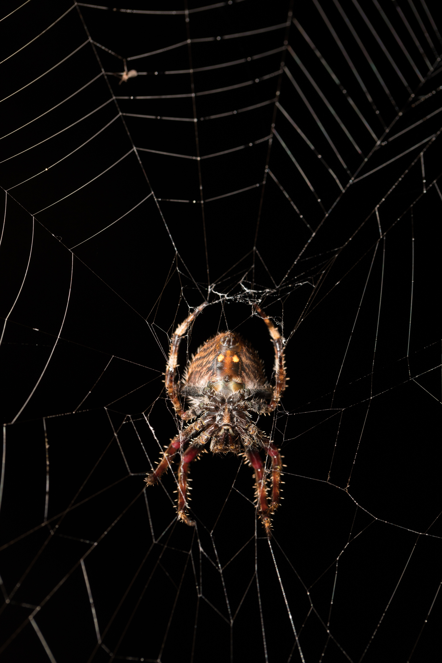Darwin's bark spider
