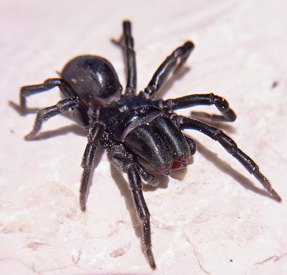 Atypus affinis purseweb spider