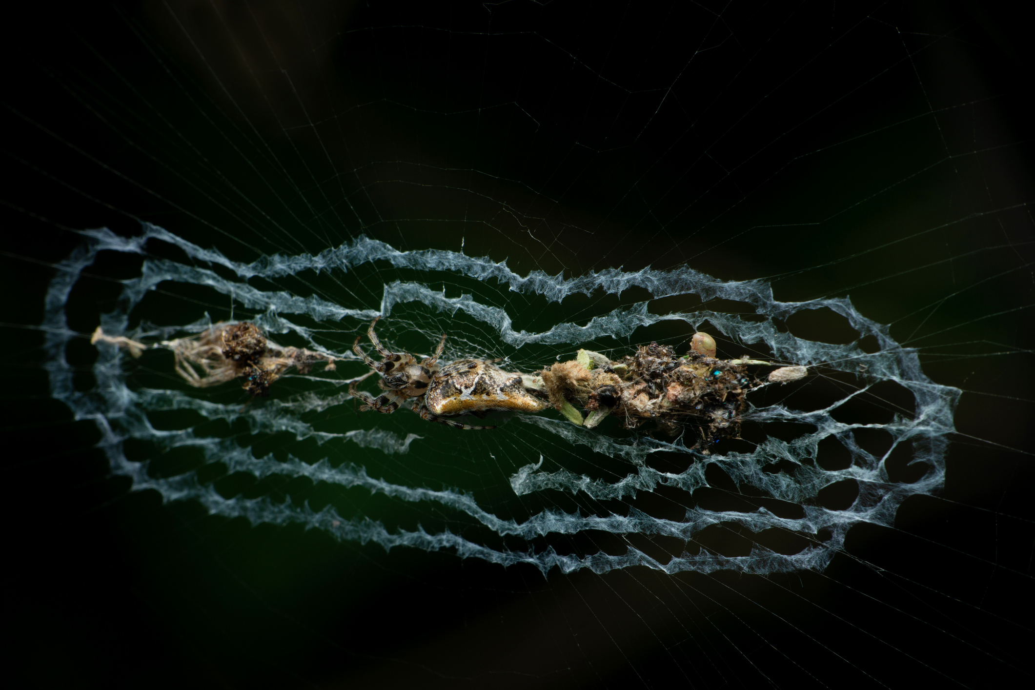 Adult Trashline orb web spider, Cyclosa species, Satara, Maharashtra, India