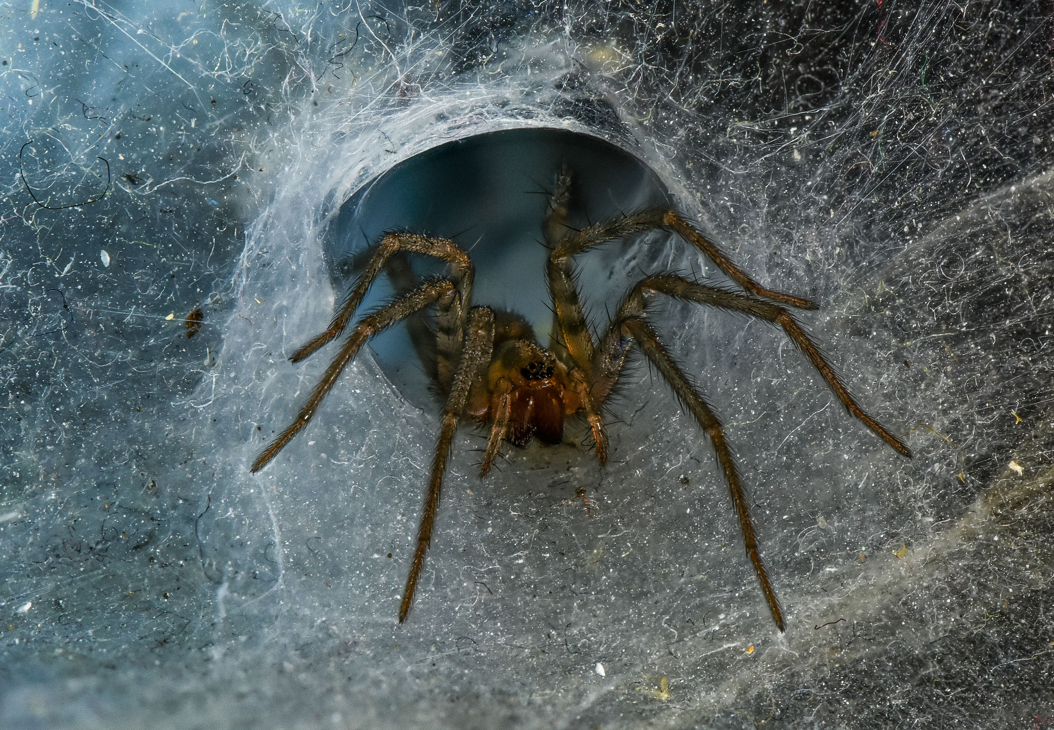 A macro of a Tegenaria Domestica spider walking through its webs
