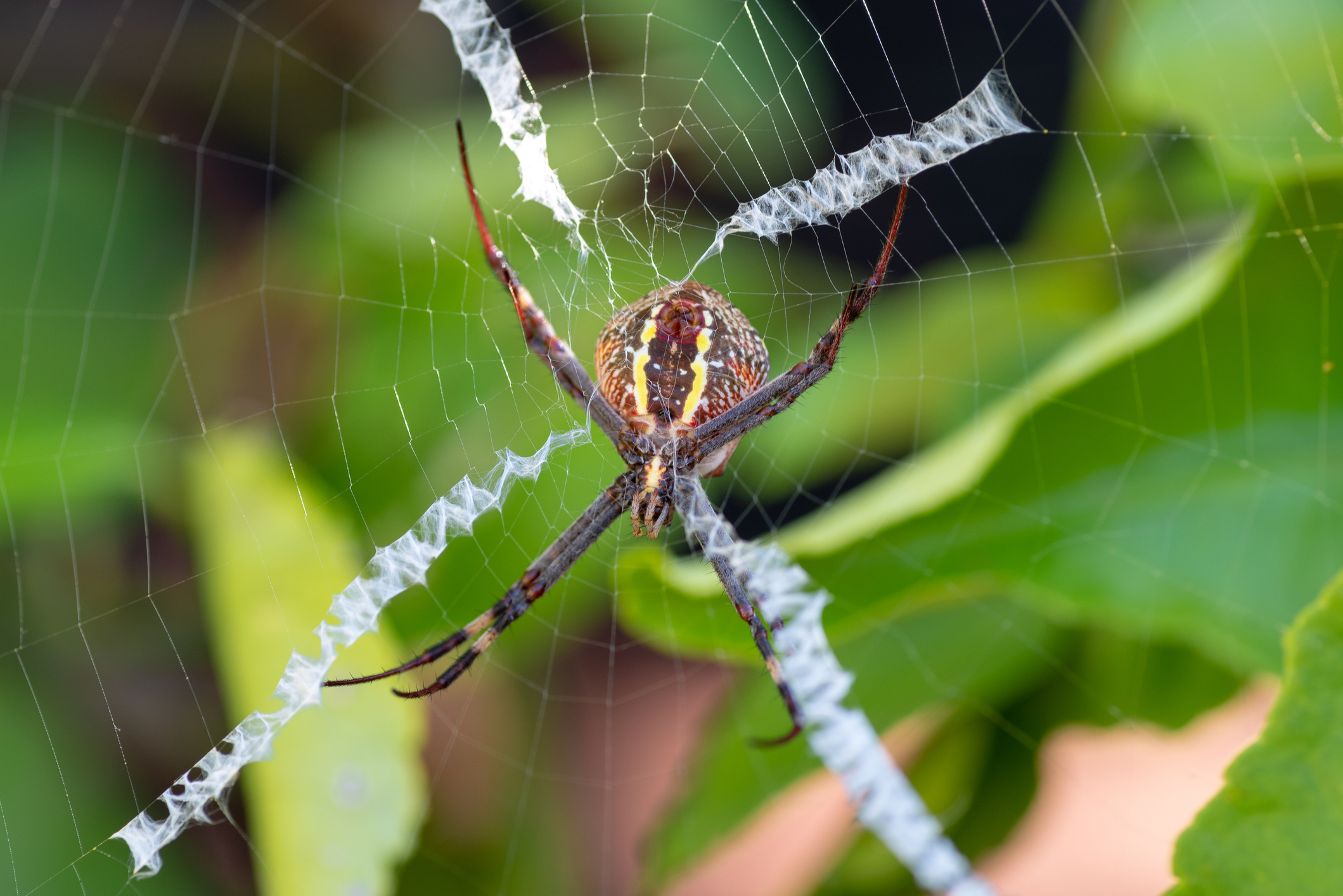 St Andrews' Cross spider