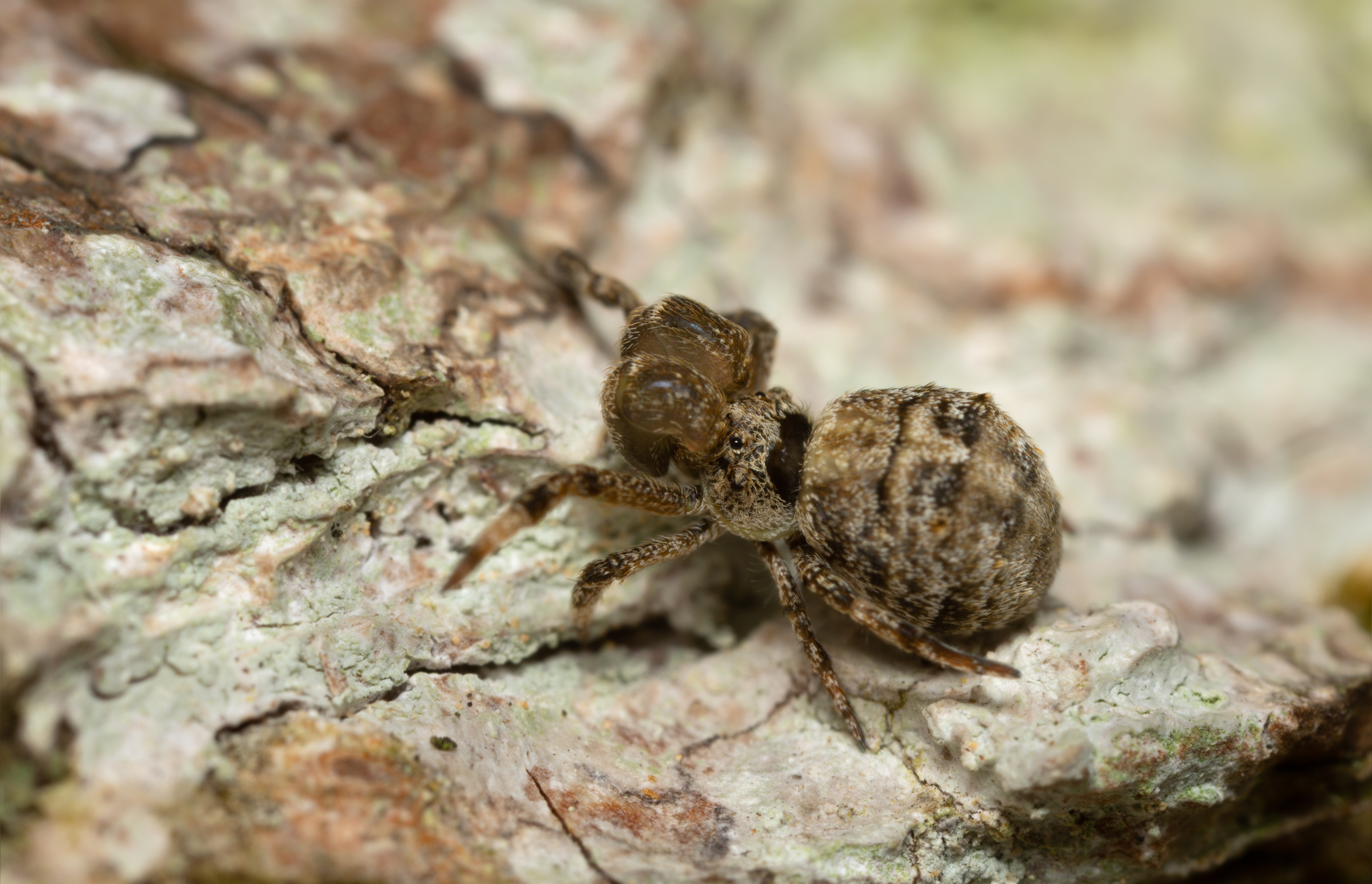 Triangle spider, Hyptiotes paradoxus on linden wood photographed with high magnification.