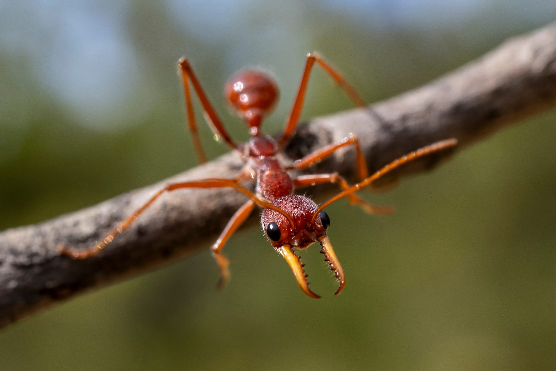 Australian bull ant on stick