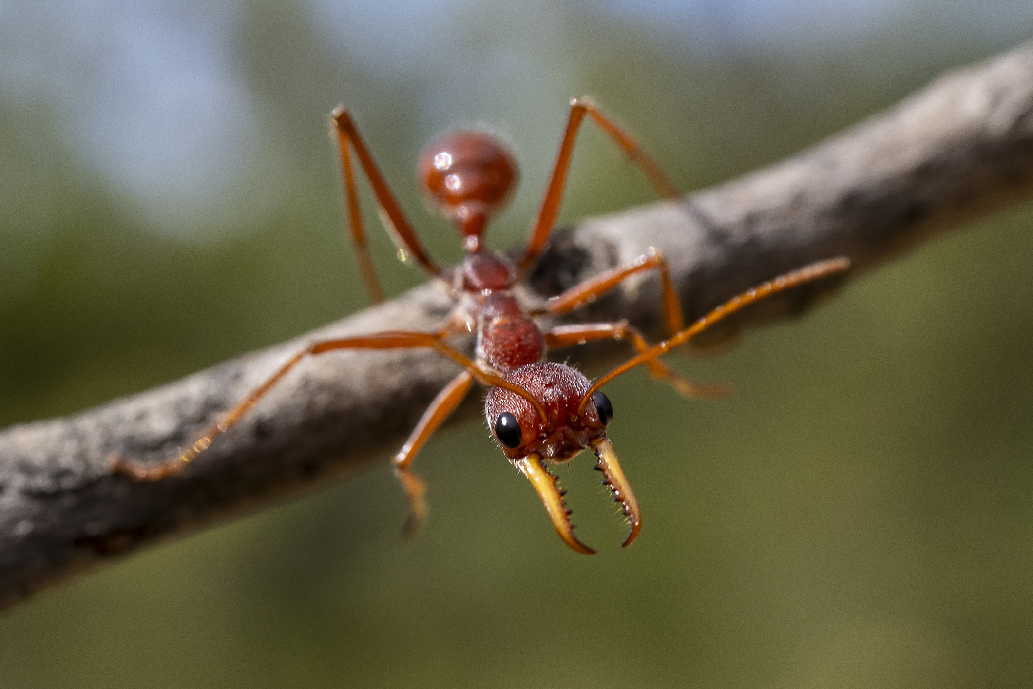 Australian bull ant on stick