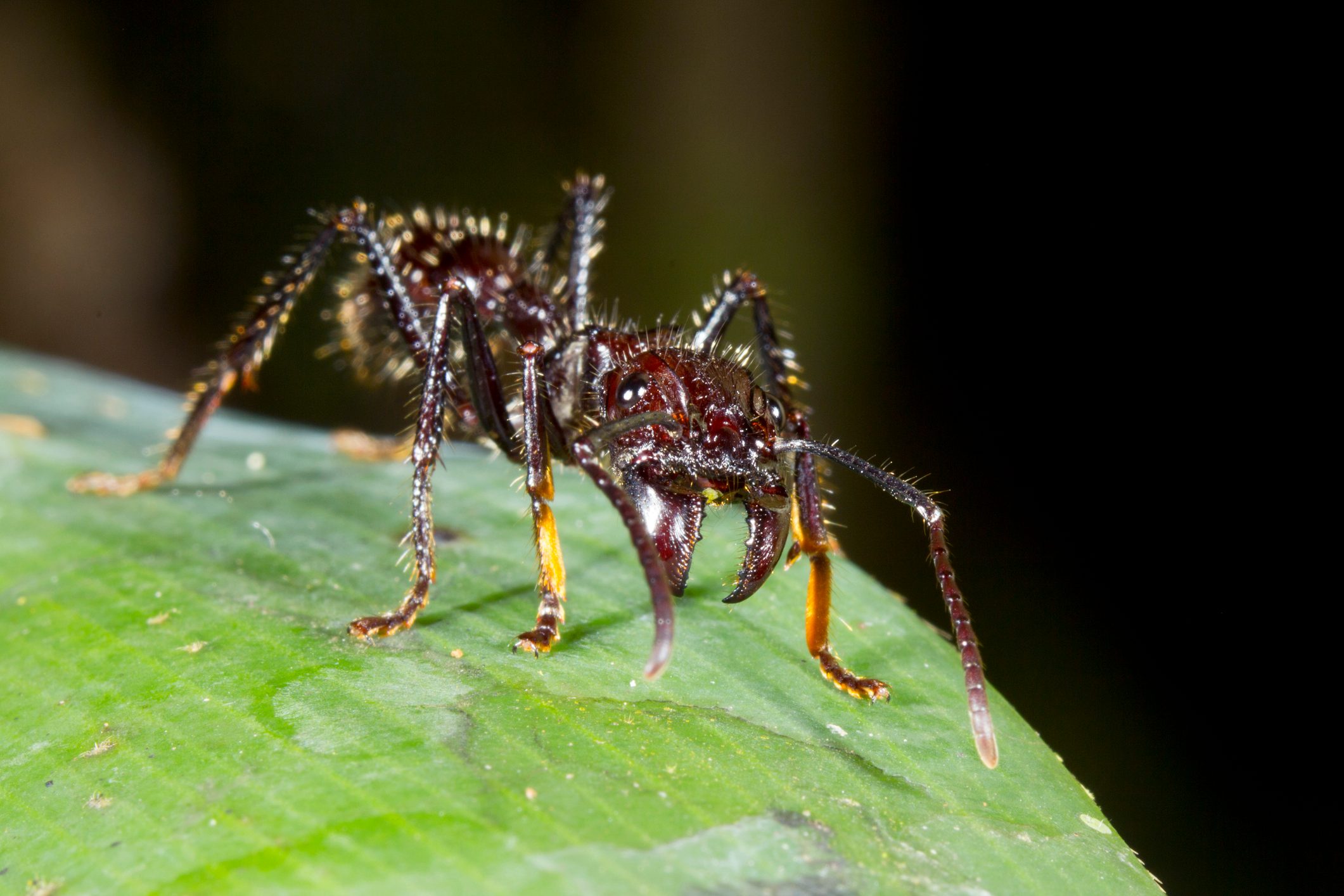 On a leaf in the rainforest, Ecuador, One of the largest ants. Has a very painful sting.