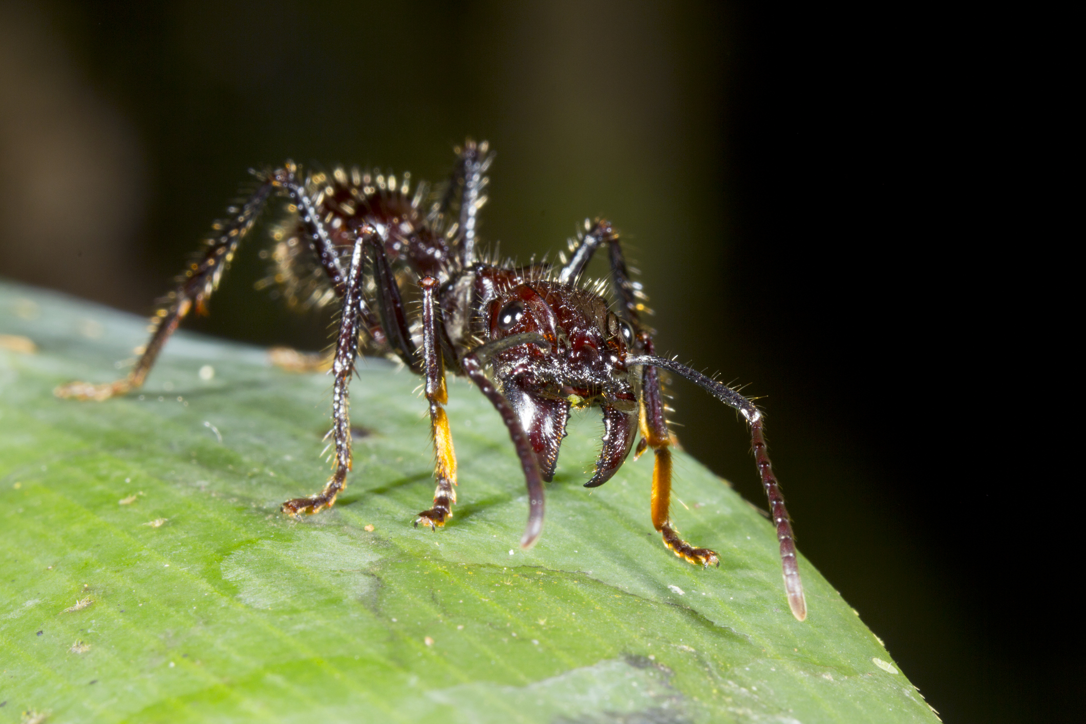 On a leaf in the rainforest, Ecuador, One of the largest ants. Has a very painful sting.
