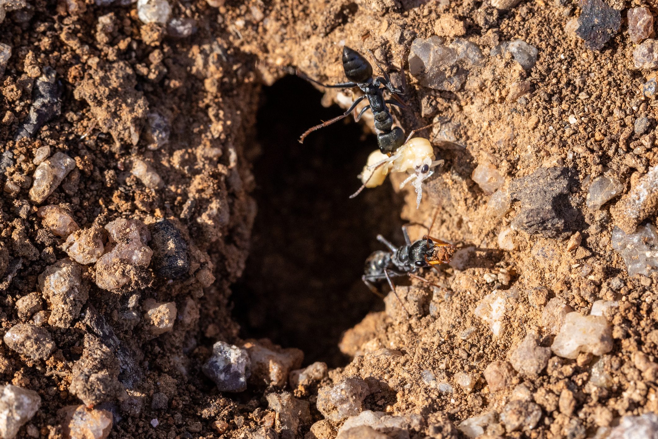 Jack jumper ants approach their nest
