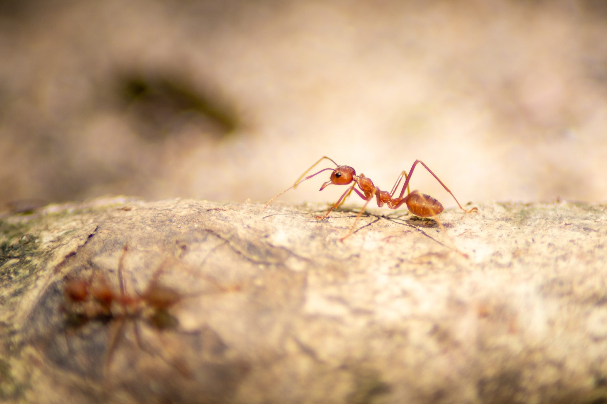 Macro close up beautiful Red imported fire ant find catch and hunt food in nature and copy space for use