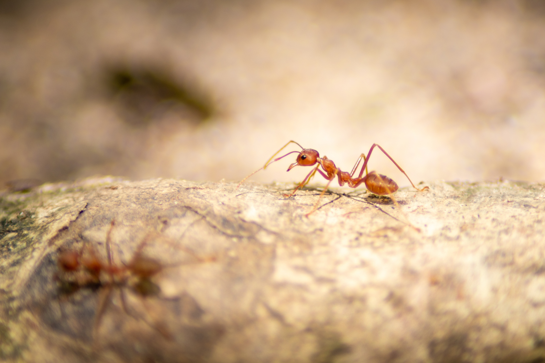 Macro close up beautiful Red imported fire ant find catch and hunt food in nature and copy space for use