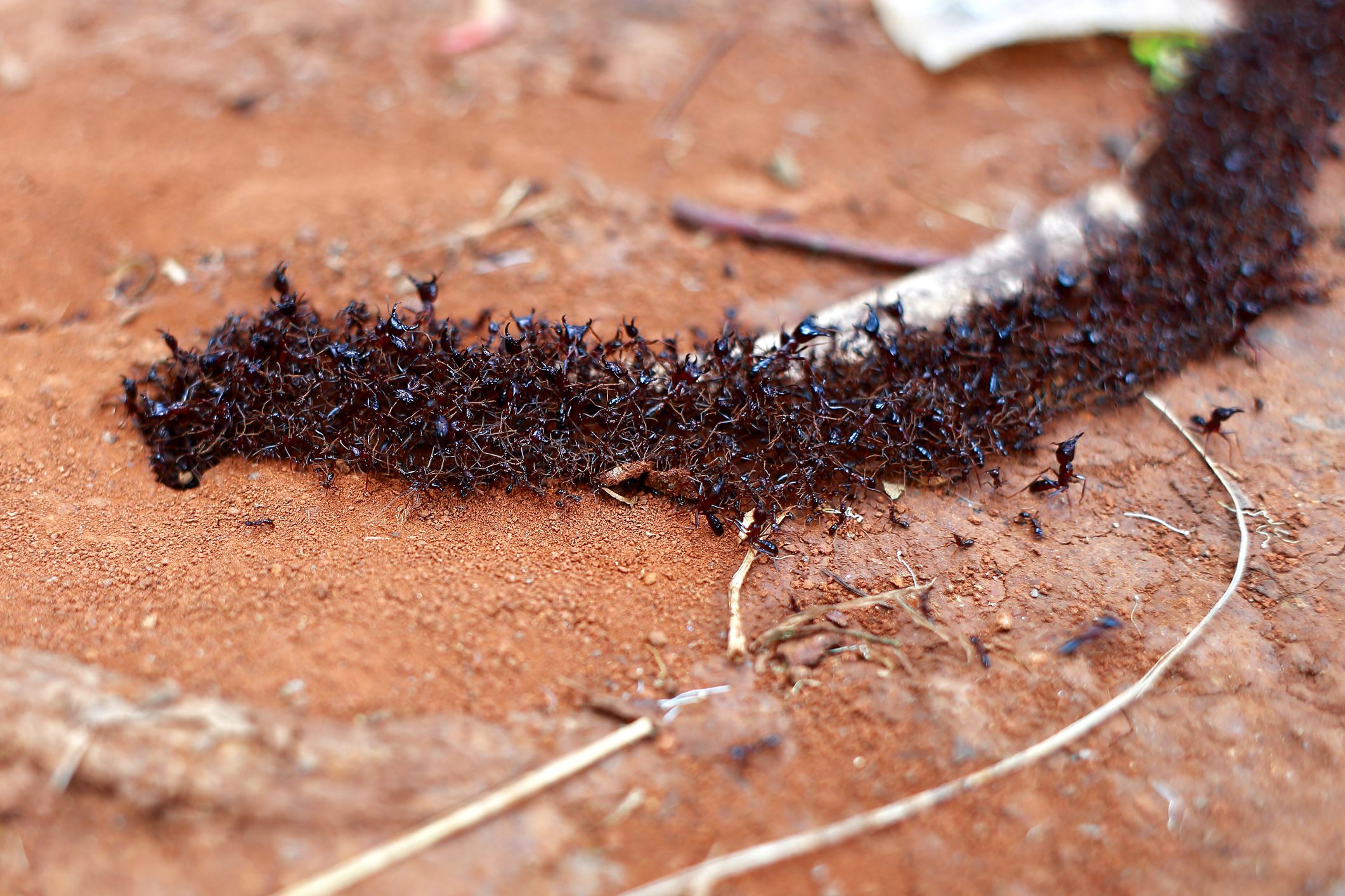 Swarm of ants