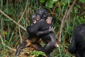 Bonobo juveniles hugging each other Bonobo juveniles hugging each other (Pan paniscus). Lola Ya Bonobo Santuary, Democratic Republic of Congo. Oct 2010.